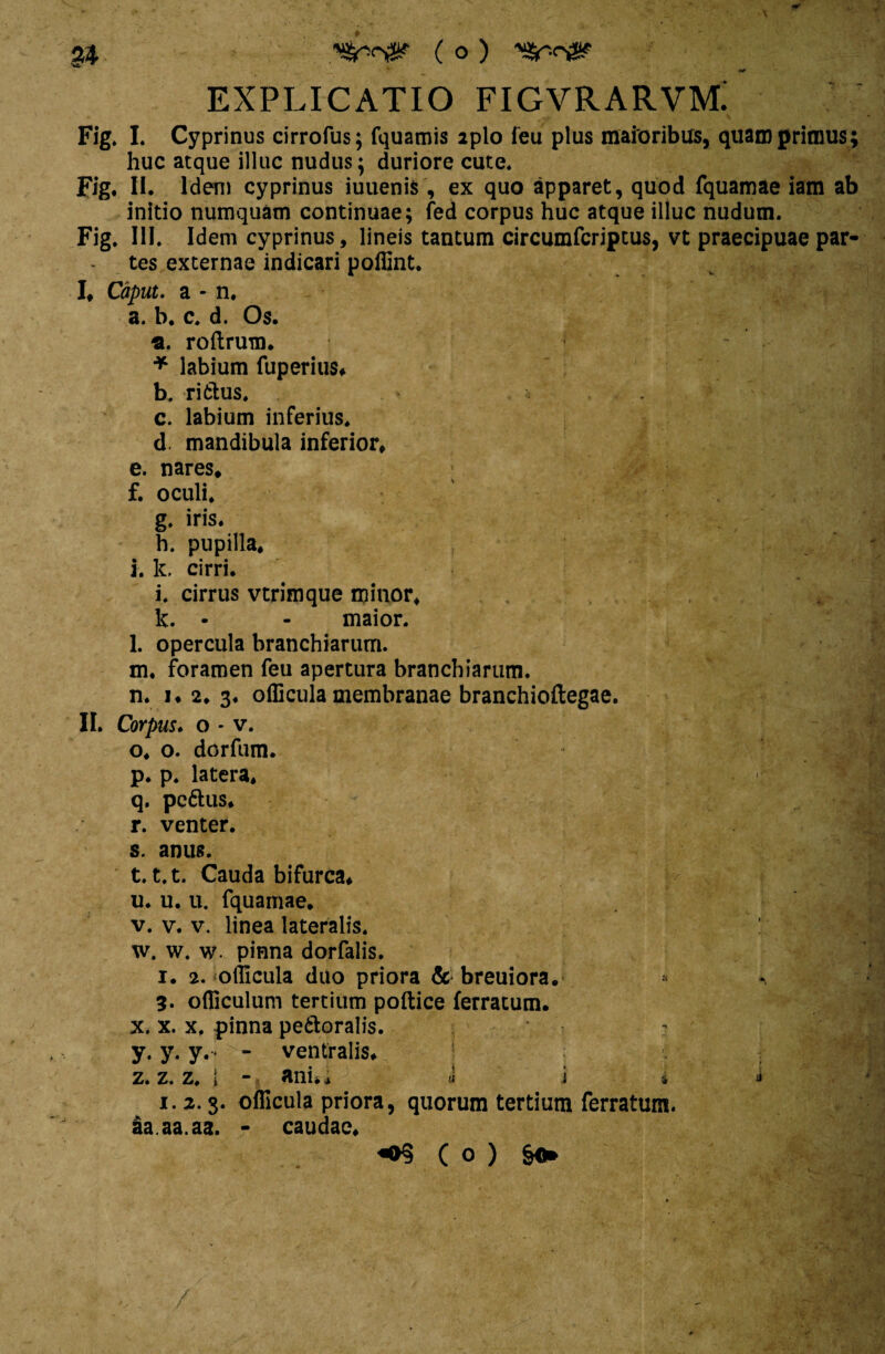 EXPLICATIO FIGVRARVML Fig. I. Cyprinus cirrofus; fquamis iplo feu plus maioribus, quam primus huc atque illuc nudus; duriore cute* Fig. II. Iden) cyprinus iuuenis, ex quo apparet, quod fquamae iam ab initio numquatn continuae; fed corpus huc atque illuc nudum. Fig. III. Idem cyprinus, lineis tantum circumfcriptus, vt praecipuae par¬ tes externae indicari polfint. I, Caput, a - n. a. b. c. d. Os. s, roltrum. - * labium fuperius, b. ritius. c. labium inferius. d. mandibula inferior, e. nares, f. oculi. g. iris* h. pupilla, i. k. cirri. i. cirrus vtrimque minor, k. - - maior. l. opercula branchiarum. m. foramen feu apertura branchiarum. n. i, 2» 3« officula membranae branchioflegae. II. Corpus. o - v. o. o. dorfum. ; p. p. latera, ■ W-i q. pctlus, r. venter. s. anus. t. t.t. Cauda bifurca, ^ u. u. u. fquamae. v. v. v. linea lateralis. \ w. w. w. pinna dorfalis. i. 2. officula duo priora & breuiora. < « 3. officulum tertium pollice ferratum. x. x. x. pinna petloralis. y. y. y.* ventralis, : c ■ Ij-fl z. z. z» i “ ani., fi j i ^ i. 2. s- officula priora, quorum tertium ferratum. ia.aa.aa. - caudae. / ( o ) §«.