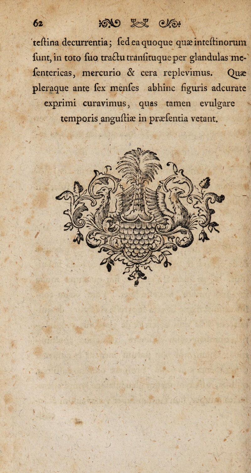 teflina decurrentia; fed ea quoque qiiGeinteftinorum funt, in toto fuo tra£tu tranfituque per glandulas me* fentericas, mercurio &. cera replevimus. Quae pleraque ante fex menfes abhinc figuris adcurate exprimi curavimus, quas tamen evulgare temporis anguftiae in pr^fentia vetant. V *; p