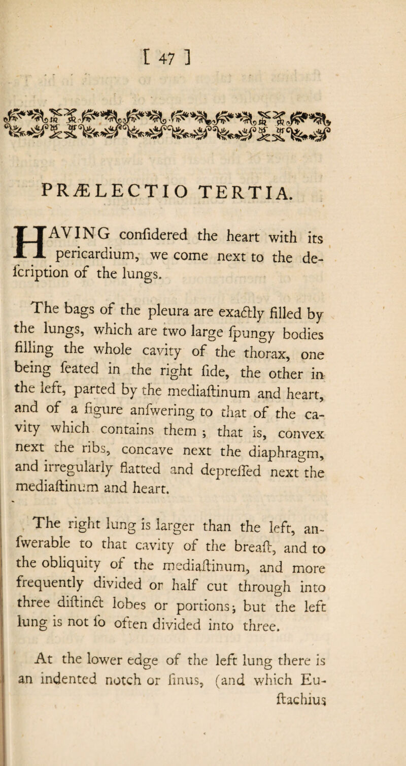 jew* PR7E LEC TI O TERTIA. HAVING confidered the heart with its pericardium, we come next to the de~ fcription of the lungs. The bags of the pleura are exa&ly filled by the lunge, which are two large fpungy bodies filling the whole cavity of the thorax, one being feated in the right fide, the other in the left, parted by the mediaftinum and heart, and of a figure anfwering to that of the ca¬ vity which contains them ; that is, convex next the ribs, concave next the diaphragm, and irregularly flatted and deprefled nextthe mediaftinum and heart. The right lung is larger than the left, an- fwerable to that cavity of the breaft, and to the obliquity of the mediaftinum, and more frequently divided or half cut through into three diftinct lobes or portions; but the left lung is not fo often divided into three. At the lower edge of the left lung there is an indented notch or finus, (and which Eu- ftachius