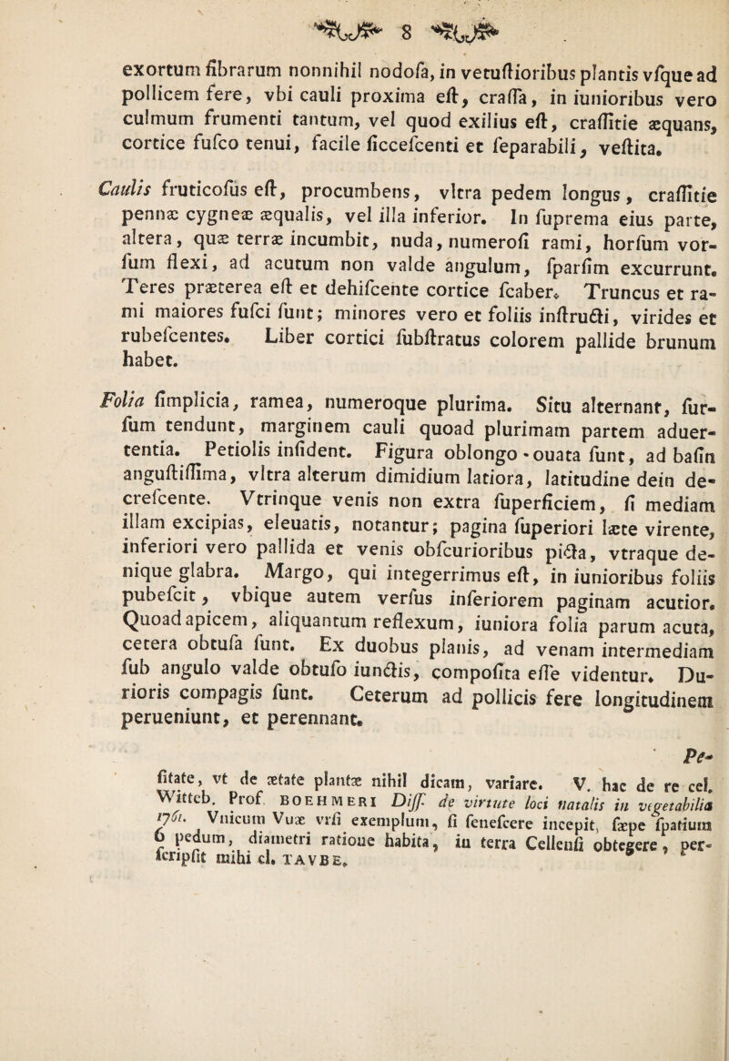 exortum fibrarum nonnihil nodofajin vetufiioribus plantis vfque ad pollicem fere, vbi cauli proxima efi, crafia, in iunioribus vero culmum frumenti tantum, vel quod exilius eft, crafiitie scquans, cortice fufco tenui, facile ficcefcenti et feparabili, vefiita, fruticofus efi, procumbens, vitra pedem longus, crafiitie penna: cygneae aequalis, vel illa inferior. In fuprema eius parte, altera, quae terrae incumbit, nuda,numerofi rami, horium vor- fum flexi, ad acutum non valde angulum, fparfim excurrunt* Teres praeterea eft et dehifcente cortice fcaber« Truncus et ra¬ mi maiores fufci funt; minores vero et foliis infirudi, virides et rubefcentes* Liber cortici flibflratus colorem pallide brunum habet. FoUa fimplicia, ramea, numeroque plurima. Situ alternant, fur- fum tendunt, marginem cauli quoad plurimam partem aduer- tentia. Petiolis infident. Figura oblongo-ouata funt, ad bafin anguftifiima, vitra alterum dimidium latiora, latitudine dein de- crefcente. Vtrinque venis non extra fuperficiem, fi mediam illam excipias, eleuatis, notantur j pagina fiiperiori fjtte virente, inferiori vero pallida et venis obfcurioribus pida, vtraque de¬ nique glabra. Margo, qui integerrimus eft, in iunioribus foliis pubefcit, vbique autem verfus inferiorem paginam acutior. Quoad apicem, aliquantum reflexum, iuniora folia parum acuta, cetera obtula fune. Ex duobus planis, ad venam intermediam fub angulo valde obtufo iundis, compofita efle videntur* Du¬ rioris compagis funt. Ceterum ad pollicis fere longitudinem perueniunt, et perennant. fitate, vt de setafe plantx nihil dicam, variare. V. hac de re cef. V\itteb. Prof BOEHMEri de virtute loci fiatalis vi vtgetahilid ^7 Viiicuin Vux vrfi exemplutii, fi fenefeere incepit, fxpe fpatiura pedum, diametri ratione habita, iu terra Celleiifi obtegere, per- *cnpfit mihi cl. tavbe.