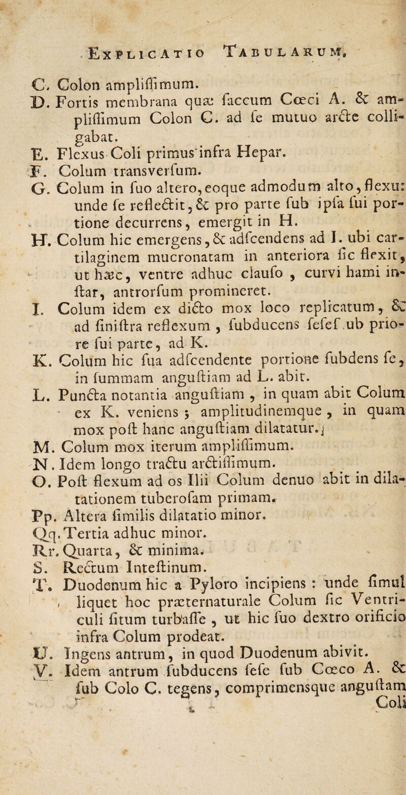 C. Colon ampliffimum. D. Fortis membrana qua.* faecum Coeci A. & am¬ pliffimum Colon C. ad fe mutuo arde colli¬ gabat. E. Flexus Coli primusinfra Hepar. F. Colum transverfum. G. Colum in fuo altero,eoque admodum alto,flexu: unde fe refleftit5& pro parte fub ipfa lui por¬ tione decurrens, emergit in H. H. Colum hic emergens 5 & adfcendens ad I. ubi car¬ tilaginem mucronatam in anteriora fic flexit, uthsec, ventre adhuc claufo , curvi hami in- ftar, antrorfum promineret. I. Colum idem ex dido mox loco replicatum, 6C ad {iniftra reflexum , fubducens fefef .ub prio¬ re fui parte, ad K. K. Colum hic fua adfcendentc portione fubdensfe, in fummam anguftiam ad L. abit. L. Punda notantia anguftiam , in quam abit Colum ' ex K. veniens 5 amplitudinemque , in quam mox poft hanc anguftiam dilatatur.j M. Colum mox iterum ampliffimum. N. Idem longo tradu ardiffimum. O. Poft flexum ad os Ilii Colum denuo abit in dila¬ tationem tuberofam primam^ Pp. Altera limilis dilatatio minor. Qq. Tertia adhuc minor. Rr. Qiiarta, & minima. S. Redum Inteftinum. T\ Duodenum hic a Pyloro incipiens : unde fimul / liquet hoc prasternaturale Colum fic Ventri¬ culi fitum turbalTe , ut hic fuo dextro orificio infra Colum prodeat. JU. Ingens antrum, in quod Duodenum abivit. Idem antrum fubducens fefe fub Coeco A. & fub Colo C. tegens, comprimensque anguftarq '' ^ CoU