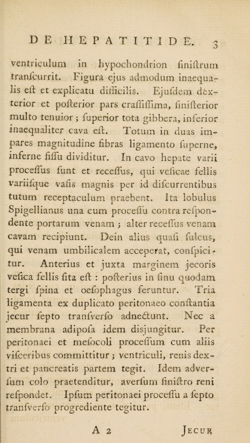 tranfcurrit. Figura ejus admodum inaequa¬ lis eft et explicatu difficilis, Ejufdem dex- terior et pofterior pars craffiffima, finifterior multo tenuior ; fuperior tota gibbera, inferior inaequaliter cava eft. Totum in duas im¬ pares magnitudine fibras ligamento fu perne, inferne filiia dividitur. In cavo hepate varii procefius funt et receffus, qui veficae fellis variifque vaiis magnis per id difcurrentibus tutum receptaculum praebent. Ita lobulus Spjgellianus una cum proceflii contra refpon- dente portarum venam ; alter receffus venam cavam recipiunt. Dein alius quafi fulcus, qui venam umbilicalem acceperat, eonfpici- tur. Anterius et juxta marginem jecoris vefica fellis fita eft : pofterius in finu quodam tergi fpina et oefophagus feruntur. Tria ligamenta ex duplicato peritonaeo conflantia jecur fepto tranfverfo adnedtunt. Nec a membrana adipofa idem disjungitur. Per peritonaei et mefocoli proceffum cum aliis vifceribus committitur ; ventriculi, renis dex¬ tri et pancreatis partem tegit. Idem adver- fum colo praetenditur, averfum ffniftro reni refpondet. Ipfum peritonaei proceffu a fepto tranfverfo progrediente tegitur.