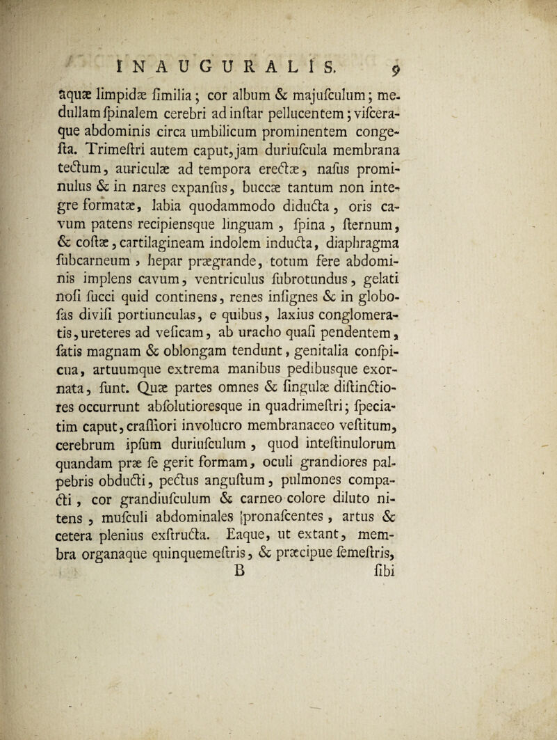 ! ~ j « INAUGURALIS. 9 aquae limpidae fimilia; cor album & majufculum; me. dullam fpinalem cerebri ad inftar pellucentem; vifcera- que abdominis circa umbilicum prominentem conge- fta. Trimeftri autem caput,jam duriulcula membrana tectum, auriculae ad tempora eredtae, naius promi¬ nulus & in nares expanfus, buccae tantum non inte¬ gre formatae, labia quodammodo didudta, oris ca¬ vum patens recipiensque linguam , fpina , flernum, & coftae, cartilagineam indolem indudta, diaphragma fubcarneum , hepar praegrande, totum fere abdomi¬ nis implens cavum, ventriculus fubrotundus, gelati nofi fucci quid continens, renes infignes & in globo- fas divili portiunculas, e quibus, laxius conglomera¬ tis, ureteres ad veficam, ab uracho quafi pendentem, fatis magnam & oblongam tendunt, genitalia confpi- cua, artuumque extrema manibus pedibusque exor¬ nata , funt. Quae partes omnes & lingulae diitinctio- res occurrunt abfolutioresque in quadrimeftri; fpecia- tim caput,crafliori involucro membranaceo veflitum, cerebrum ipfum duriufculum, quod inteftinulorum quandam prae fe gerit formam, oculi grandiores pal¬ pebris obdudti, pedtus anguftum, pulmones compa- dti, cor grandiufculum & carneo colore diluto ni¬ tens , mufculi abdominales jpronafcentes, artus & cetera plenius exftrudta. Eaque, ut extant, mem¬ bra organaque quinquemeftris, & praecipue lemellris, B libi