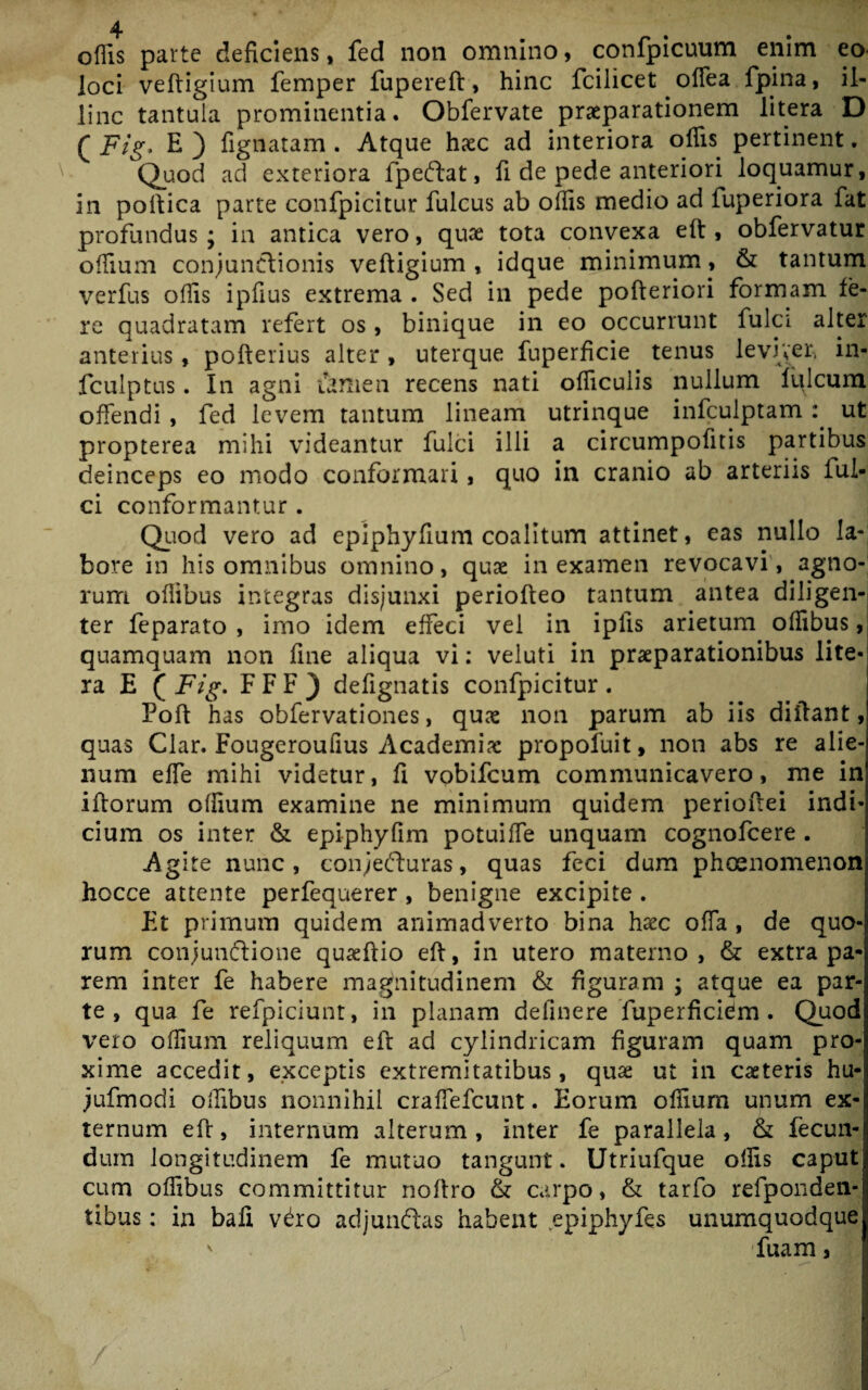 offis parte deficiens, fed non omnino, confpicuum enim eo- loci veftigium femper fupereft, hinc fcilicet offea fpina, il¬ linc tantula prominentia. Obfervate praeparationem litera D Q Fig* E ) lignatam . Atque haec ad interiora offis pertinent. Quod aci exteriora fpeftat, fi de pede anteriori loquamur, in poftica parte confpicitur fulcus ab offis medio ad fuperiora fat profundus; in antica vero, quae tota convexa eft , obfervatur offium conjunctionis veftigium, idque minimum, & tantum verfus offis ipfius extrema . Sed in pede pofteriori formam fe¬ re quadratam refert os, binique in eo occurrunt fulci alter anterius, pofterius alter , uterque fuperficie tenus leviger, in- fculptus. In agni tamen recens nati officulis nullum Iuleum offendi , fed levem tantum lineam utrinque infculptam : ut propterea mihi videantur fulci illi a circumpofitis partibus deinceps eo modo conformari, quo in cranio ab arteriis Iul¬ ei conformantur . Quod vero ad epiphyfium coalitum attinet, eas nullo la¬ bore in his omnibus omnino, quse in examen revocavi, agno¬ rum oflibus integras disjunxi periofteo tantum antea diligen¬ ter feparato , imo idem effeci vel in ipiis arietum offibus, quamquam non fine aliqua vi: veluti in praeparationibus lite¬ ra E ( Fig. F F F } defignatis confpicitur . Poft has obfervationes, quae non parum ab iis diilant, quas Clar. Fougeroufius Academiae propofuit, non abs re alie¬ num effe mihi videtur, fi vobifeum communicavero, me in iftorum offium examine ne minimum quidem perioftei indi¬ cium os inter & epiphyfim potuiffe unquam cognofcere . Agite nunc, conjefluras, quas feci dum phoenomenon hocce attente perfequerer , benigne excipite . Et primum quidem animadverto bina haec offa , de quo¬ rum conjunctione quaeftio eft, in utero materno, & extra pa¬ rem inter fe habere magnitudinem & figuram ; atque ea par¬ te , qua fe refpiciunt, in planam definere fuperficidm . Quod vqio offium reliquum eft ad cylindricam figuram quam pro¬ xime accedit, exceptis extremitatibus, quae ut in caeteris hu- jufmodi offibus nonnihil craffefcunt. Eorum offium unum ex¬ ternum eft, internum alterum, inter fe parallela, & fecun¬ dum longitudinem fe mutuo tangunt. Utriufque offis caput cum offibus committitur noftro & carpo, & tarfo refponden- tibus: in baii v^ro adjundtas habent epiphyfes unumquodque ' 'fuam 3 / / •