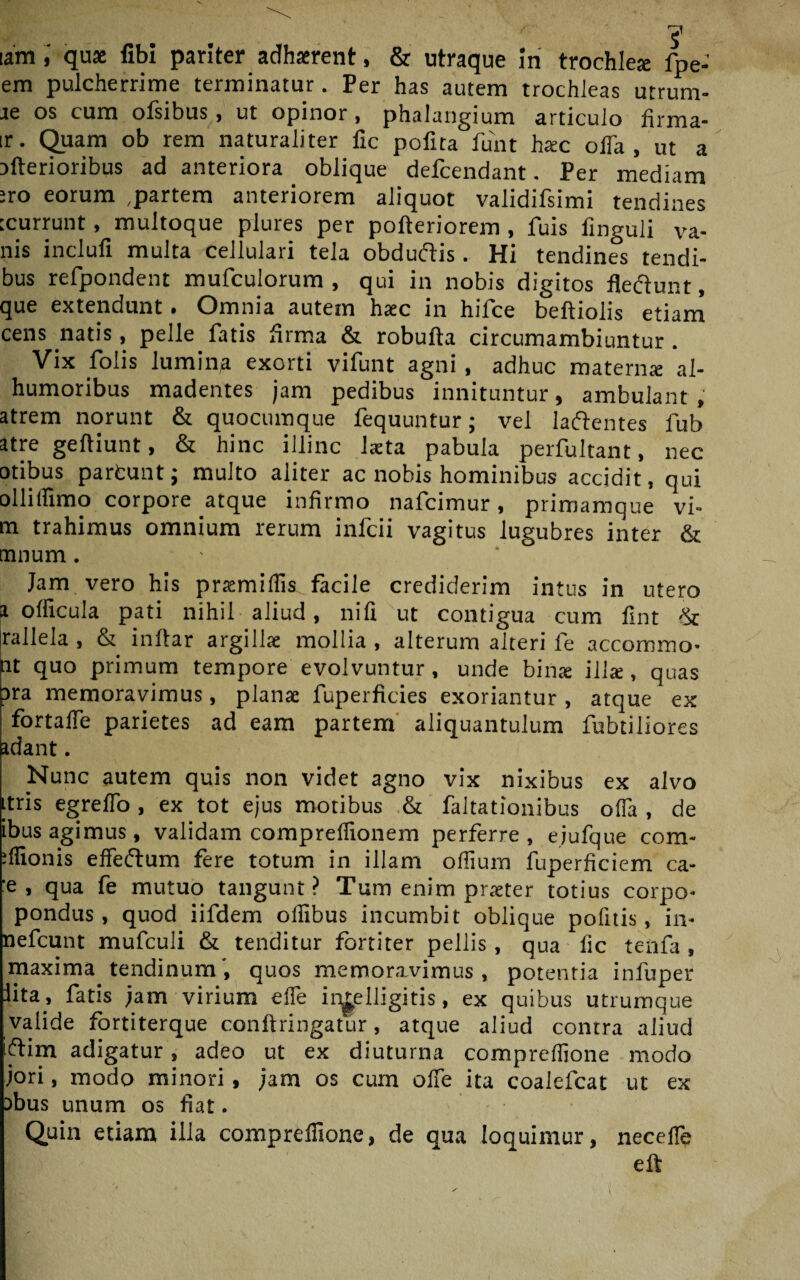 iamquae fibl pariter adhaerent, & utraque in trochlea: fpe- era pulcherrime terminatur. Per has autem trochleas utrum- ae os cum ofsibus , ut opinor , phalangium articulo firma- ir. Quam ob rem naturaliter fic pofita fixit hxc offa, ut a liberioribus ad anteriora oblique defcendant. Per mediam ero eorum .partem anteriorem aliquot validifsimi tendines tcurrunt, multoque plures per pofteriorem , fuis iinguli va¬ nis incluli multa cellulari tela obduftis. Hi tendines lendi¬ bus refpondent mufculorum , qui in nobis digitos flectunt, que extendunt. Omnia autem haec in hifce beftiolis etiam cens natis, pelle fatis flrma & robufta circumambiuntur . Vix folis lumina exorti vifunt agni, adhuc maternae al- humoribus madentes jam pedibus innituntur, ambulant , atrem norunt & quocumque fequuntur; vel laftentes fub atre geftiunt, & hinc illinc laeta pabula perfultant, nec otibus parfcunt; multo aliter ac nobis hominibus accidit, qui olliffimo corpore atque infirmo nafcimur, primamque vi- m trahimus omnium rerum infcii vagitus lugubres inter & tnnum. Jam vero his prasmiffis facile crediderim intus in utero a officula pati nihil aliud, nifi ut contigua cum fint & jrallela , & inftar argillae mollia , alterum alteri fe accommo- at quo primum tempore evolvuntur, unde binte ilire, quas ara memoravimus, plana: fuperficies exoriantur , atque ex fortaffe parietes ad eam partem aliquantulum fubtiliores idant. Nunc autem quis non videt agno vix nixibus ex alvo ttris egreffo , ex tot ejus motibus & faltationibus offa , de ibus agimus, validam compreflionem perferre , eiufque com¬ ponis effeftum fere totum in illam offium fuperficiem ca- 'e , qua fe mutuo tangunt? Tum enim prreter totius corpo- pondus , quod iifdem ollibus incumbit oblique pofitis, in- nefcunt mufculi & tenditur fortiter pellis , qua fic tenfa , maxima tendinum', quos memoravimus, potentia infuper lita , fatis jam virium effe iruelligitis, ex quibus utrumque valide fortiterque confringatur, atque aliud contra aliud iftim adigatur, adeo ut ex diuturna compreffione modo jori, modo minori, jam os cum offe ita coalefcat ut ex abus unum os fiat. Quin etiam illa compreffione, de qua loquimur, necefle eft