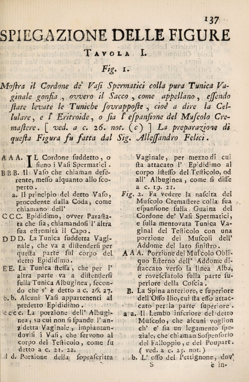 SPIEGAZIONE DELLE FIGURE Tavola I. Fig. i. Moftra il Cordone de' Vaji Spermatici colla pura Tunica Va¬ ginale gonfia , ovvero il Sacco , come appellano, ejfendo fiate levate le Tuniche fovrappofie , cioè a dire la Cel¬ lulare , e l Eritroide ^ o fila t efpanfione del Muficolo Cre¬ mafiere . [ ved. a c. 26. not. (c) ] La preparatone di quella Figura fu fatta dal Sig. uilleffandro Felici. A A A. T L Cordone fuddetto, o X fieno i Vafi Spermatici . B B B* Il Vaio che chiaman defe¬ rente, rnelib alquanto allo fco- perto . a. Il principio del detto Vafo, procedente dalla Coda, come chiamano ddP CCC. Epididimo, ovver Parafa¬ ta che fià, chiamandofi P altra fua efiremità il Capo. I)DD. La Tunica fuddetta Vagi¬ nale, che va a difenderli per qiiefia parte fui corpo deL detto Epididimo. E E. La Tunica fella , che per P altra parte va a difenderfi fulla Tunica Aibuglnea, fecon¬ do che s’ è detto a c. 26, 27. b. b. Alcuni Vafi appartenenti ai predetto Epididimo . ccec. La porzione dell* Alhugi* nea , su cui non fi fpande V an- z'detta Vaginale , impiantan¬ dovi fi i Vafi, che fervono ai corpo del Tefiicolo, come fu detto' a c. 21. 22. d d. Porzione della fopr aferitta Vaginale, per mezzo di cui fa attacato P Epididimo al corpo ifieffb del Tefiicolo, od all’ Al bugi nea > come fi diffe a c. 19. 21. Fig. 2. Fa vedere Fa n afe ita dei Mufcolo Cremafere colla fua e 1 pan fi o ne fu li a G u a i rra del Cordone de3 Vafi Spermatici, e filila mentovata Tunica V,a« ginal del Teflcolo con una porzione dei Mufcoìi dell’ Addome del lato finifro. A A A. Porzione del Mufcolo Obli¬ quo Eferno dell’ Addome di- fiaccato verfo la linea Alba, eJ rovefciatolo folla parte fu- periore della Cofcia . B. La Spina anteriore, e fuperiore ddPOlfo Ilio, cui fa eflb attac¬ cato per la parte fuperiore . a a. Il Lembo inferiore del detto Mufcolo, che alcuni voghon eh’ e’ fia un' legamento fpe- ziale, che chi amanSofpen Torio del Fai loppio , e del Poupart, ( ved. a c. 2>. not.) . . b. L’ ofb del Pettignane, dov” S è in-
