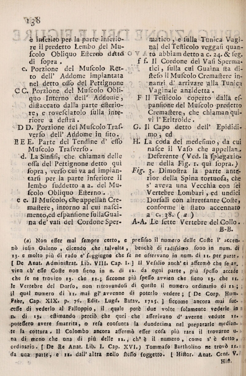 è inferito per la parte inferio- matico , e filila Tunica Vagi¬ re il predetto Lembo del Mu« pai del Teiticolo veggalì quan- fcolo Obliquo Elìeroo d/ttd G V A to abbiam detto a c. 24. & leg. di fopra . f f* J1 Cordone dei Va fi Sperma* o. Porzione dei Mufcolo Ret~ ^ tici , fulla cui Guaina Ita di¬ to dell’ Addome impiantata ftefo ilMufcoloCremaderein- nel detto oilo del Pettignone ' : nanzi d- arrivare alla Tunica C C. Porzione del Mufcolo Obli- Vaginale anzidetta . quo Interno dell’ Addome , FI1 Tefticolo coperto dalla ef* dilìaccato dalla parte efterio- panfione dei Mufcolo predetto re, e rovefciatolo lulla in te- Cremalìere, che chiamanqui- riore a delira . vi P Eritroide . D D. Porzione del Mufcolo Traf- G» |1 Capo detto dell’ Epididi- verfo deli’ Addome in iito. mo , ed E E E. Parte del Tendine d’ elfo H. La coda del medefimo , da cui Mufcolo Trafverfo. 4 nafee il Vafo che appellare d. La Sinfifi, che chiaman delle Deferente (Ved. la IpWgaziò- olfa del Pettignone detto qui . ne della Fig. 1. qui fopra.) fopra , verfo cui va ad impian- Fig, 3. JDimoftra la parte ante;- tarfi per la parte inferiore il rior della Spina tortuofa, che lembo fuddetto a a. del Mu* s5 aveva una Vecchia con lei fcolo Obliquo Eiterno. , Vertebre Lombari y ed undici e e. IJ Mufcolo, che appellati Cre- Dorfali con altrettante Coite, maltere, intorno al cui nafei- conforme è (tato accennato mento,ed efpanfione fuiiaGuai- a c, 38. ( a ) na de’ vali del Cordone Sper- A-A, Le fette Vertebre del Collo. £-B. (4) Non effer mai fempre certo, e prefjfso il numero delle Colle 1* accen¬ nò iafin Galeno , dicendo che talvolta , benché di radjfsiroo fono in num. di 13. e molto più di rado e’fbggiugne che fe ne ofservano in num. di 11, per parte» l De Anat. Adminiftrat. tib. Vili* Cap. 1» 1 11 Vefalio anch* eì affermò che fe av„ vico eh’ elle Colte non fieno in n. di ix. da ogni parte , più fpeffo accade che fe ne trovino 13. che 11ficcome più fpeffo avvien che fieno 13. che ix. le Vertebre del Dorfo, non ritrovandoli di quelle il numero ordinario di 11 ; jl qual numero di xx. mai gP avvenne di poterlo vedere; [ De Corp. Hurn- Fabr, Cap. XIX. p» 7^* Sdir» Lugd. Batav, 17» ] ficqome ancora mai fuc- ccffe di vederlo al Fajloppio , il quale potè due volte folamcnte vederle in n. di 13» eftimaodo perciò che quei che aderivano à* averne vedute ir» poteffero avere fmarrita, o refa coofunta la duodecima nel prepararle median¬ te la cottura, Il Colombo ancora affermò effer cofa più rara il trovarne u- na dì meno che una di più delle 11., eh* è il numero, come s* è detto, ordinario. [ De He Anat. Lib. I, Cap. XVI.; Tommafo Bartholmo nc trovò ir. da una patte , e n» dall* altra nello fìeffo (oggetto. [ Hiltor. Anat. Cent. V. > » Hift. t