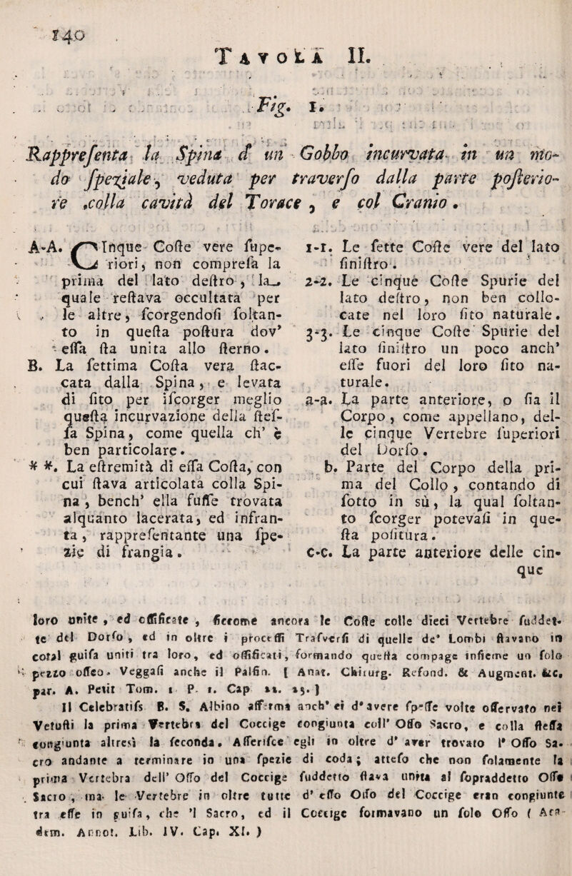 * i m . ■ - t- ■ - ' . V . : «r 4.;;. ' Rapprefenta la Spina et un Gobbo incurvata- m do fpe%iak i veduta per tr aver fa dalla parta pofi re ,colla cavità del Torace 5 e col Cranio. ffiG~ erto- A«A, Code vere fupc- riori, non comprela la prima del lato deftro , la_^ quale reftava occultata per le altre, feorgendofi foltan- to in quella poftura dov* ~ erta fra unita allo fterno. B. La fettima Corta vera fiac¬ cata dalla Spina, e levata di fito per ifeorger meglio queft^i incurvazione della freì- fa Spina, come quella eh’ c ben particolare. * La eftremità di erta Corta, con cui (lava articolata colla Spi¬ na, bench* ella fufle trovata alquanto lacerata, ed infran¬ ta , rapprefentante una fpe- zie di frangia® 1- r. Le fette Corte vere del lato finiftro. 2- 2. Le cinque Corte Spurie de! Iato deftro, non ben collo¬ cate nel loro fito naturale. 3*}-. Le cinque’ Corte’Spurie del lato finiftro un poco anch* effe fuori del loro fito na¬ turale. g-a. La parte anteriore, p fia il Corpo, come appellano, del¬ le cinque Vertebre fuperiori del Dorfo • b. Parte dei Corpo della pri¬ ma del Collo, contando di Lotto in sù, la qual foltan- to feorger poteva# in que- fta polì tura. c-c. La parte anteriore delle cin¬ que Soro unite , ed c(Efiate , Eccome ancora le Code colle dieci Vertebre fuddet. te del Dotto , ed in ©lire i protetti Trafvcrfi di quelle de* Lombi flavano in colai guifa uniti tra loro, cd oUìficati, formando quatta cornpage infieme un Colo k offeo* Vcggafi anche il Palfin, [ Aoat. Chiiurg. Refond. & Augmeot. &c« par. A. Petit Tom. i P i. Cap %%. »$. ) Il Celebratifs fi. 5, Albino afferma antb* e» d'avere fp?fTe volte ©Servato nei Vetufti la prima Vertebra del Coccige congiunta coll’Off© Sacro, e colla fteffa r cong'unta altresì la feconda. Afferifce egli in oltre d* aver trovato l' Offo Sa. cto andante a terminare io un» fpezie di coda; attefo che non folamente la prima Vertebra dell’ Offo del Coccige fuddetto flava untu al fopraddetto Off* Sacro , ma> le Vertebre in oltre tutte d* e(To Odo del Coccige erto congiunte tra effe in guifa, di? ’1 Sacro, cd il Coccige formavano un fol© Offo ( Ara- dtm. Annoi. JL-ib. IV. Capi XI. )