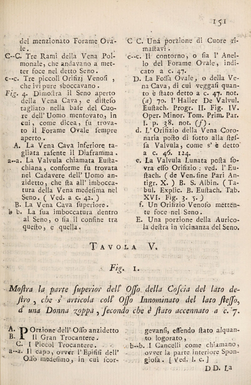 del menzionato Forame Ova¬ ie. G~C. Tre Rami della Vena .Poi- monale3 che andavano a met¬ ter foce nel detto Seno. e--c. Tre piccoli Qrifizj Venofi , che ivi pure sboccavano . Fig» 4. Dimoflra il Seno aperto della Vena Cava, e di Ite fo tagliato nella baie del Cuo¬ re dell’Uomo mentovato, in cui 5 come dicea, fu trova¬ to il Forame Ovale tempro aperto . A. La Vena Cava inferiore ta¬ gliata rafente il Diaframma « a-a. La Valvula chiamata Euda- chiana, conforme fu trovata nel Cadavere dell5 Uomo an¬ zidetto, che ila all’ imbocca¬ tura della Vena mèdefìma nei Seno. ( Ved. a c. 42. ) B. La Vena Cava fuperiore. h b. La fua imboccatura dentro al Seno, o fm.il confine tra quello, e quella». C C Una porzione di Cuore ri¬ ma ita vi . c—c. Il contorno, o fia P Anel¬ lo del Forame Ovale, indi¬ cato a c. 47. D. La Folfa Ovaie,, o della Ve¬ na Cava, di cui veggafi quan¬ to è flato detto a c. 47. not. (a) 70. I* Mailer De Valvul. Eudach. Progr. II. Fig. IV. Oper. Minor. Tom. Frinii Par. I. p. 38. not. (/). d. U Orifizio della Vena Coro¬ naria pollo di fiotto alia defi¬ la Valvula, come s’ è detto a c. 46. 124. e. La Valvula Lunata pcda fio- vra eifio Orifizio ; ved. V Eu« ftach. (de Ven.fine Pari An- tigr. X. ) B. S. Albin. ( Ta¬ bu!. Explic. B. Euilach» Tab. XVI. Fig. 3. 5. ) f. Un Orifizio Venofio métten¬ te foce nel Seno. E. Una porzione della Aurico¬ la efedra in vicinanza del Seno, Tavola V ‘ ’ A. Fi?, I, ... . .. , ..V f ‘ * •• *• : ; ; : t ■ si ' - • , „ \ 7 ‘ - Mojlra la parte fuperlor dellp Ojjo della Cofcìa del lato de- Jlro y che s articola coll’ Ojjo Innominato del lato fiejjo5 d una Donna %oppa ^ fecondo che è flato accennato a c. 7. T) Orzione dell’ Odo anzidetto ; gevanfi, eflTendo dato alquan- B- i II Gran Trocantere. - to logorato, C. I Ficco! Trocantere. - b—b. I Cancelli come chiamano, a--a. Il capo, ovVcr V F/pififi dell’ - . ovver la parte interiore Spon- Odo medefimo, in cui icor- - ^ giofa . .[ Ved. 1. c. ] ; • ,. D D. La