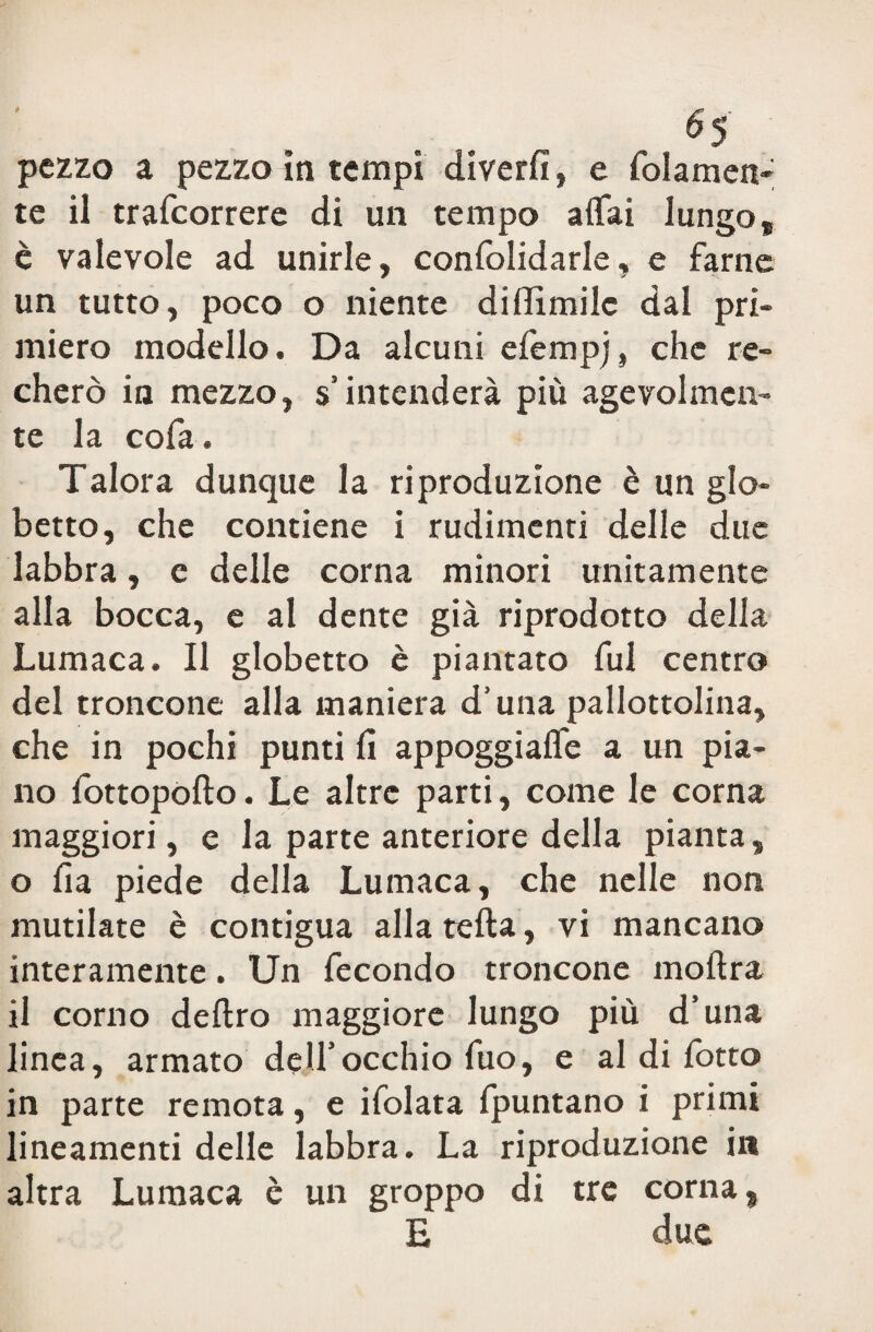 *5 pezzo a pezzo in tempi diverfi, e folamen- te il trafcorrere di un tempo affai lungo, è valevole ad unirle, confolidarle, e farne un tutto, poco o niente diffimilc dal pri¬ miero modello. Da alcuni efempj, che re¬ cherò in mezzo, s’intenderà più agevolmen¬ te la cofa. Talora dunque la riproduzione è un glo- betto, che contiene i rudimenti delle due labbra, c delle corna minori unitamente alla bocca, e al dente già riprodotto della Lumaca. Il globetto è piantato fui centro del troncone alla maniera d’una pallottolina, che in pochi punti fi appoggiaffe a un pia¬ no fottopofto. Le altre parti, come le corna maggiori, e la parte anteriore della pianta, o fia piede della Lumaca, che nelle non mutilate è contigua alla reità, vi mancano interamente. Un fecondo troncone inoltra il corno deliro maggiore lungo più d’una linea, armato dell’occhio fuo, e al di fotto in parte remota, e ifolata fpuntano i primi lineamenti delle labbra. La riproduzione in altra Lumaca è un groppo di tre corna, E due