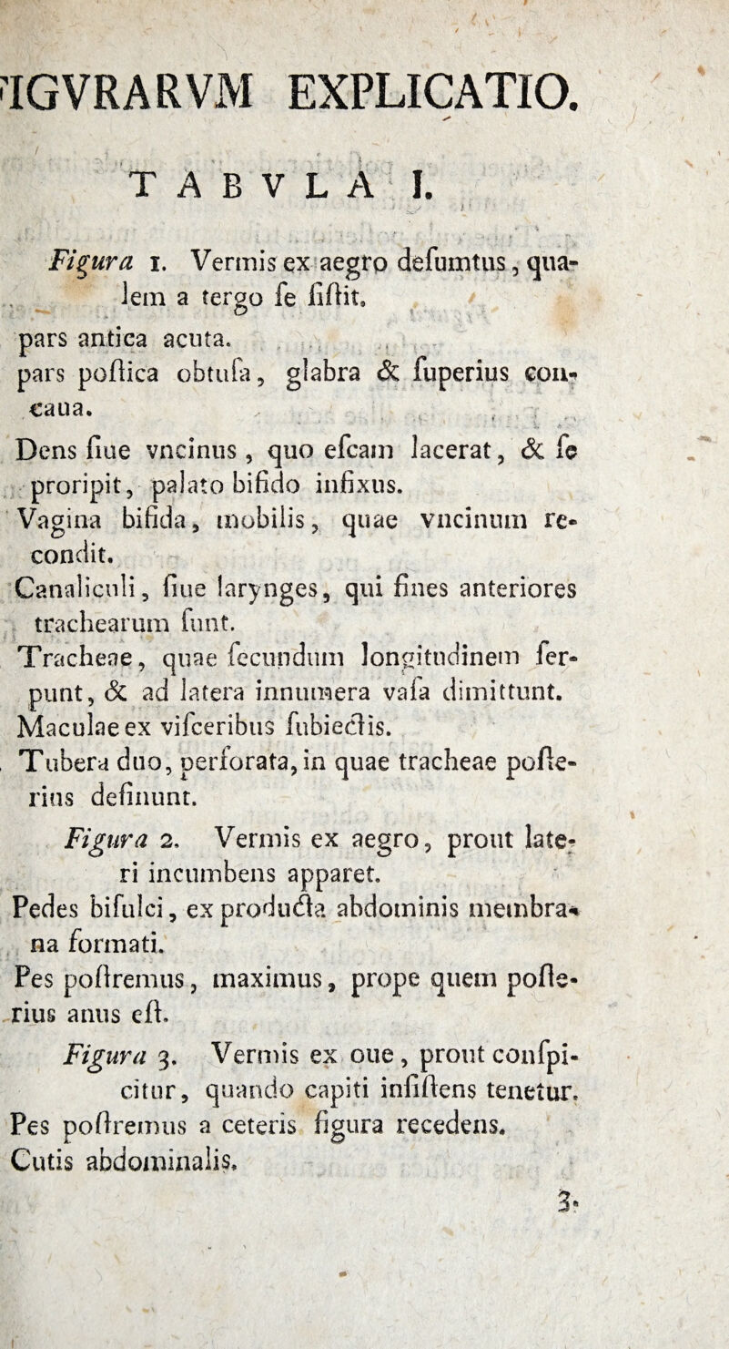 'IGVRARVM EXPLICATIO. > * e TABVLA I. > i/ { ' ■ f/\ ' t . • ’ ^ \ 1 ■ * . * c ' « - - ■ t * •. ’ \ >' -• 1 f Figura i. Vermis ex aegro defumtus , qua* Jein a tergo fe liftit* pars antica acuta. pars poftica obtufa, glabra & fuperius cou^ cau a. Dens fiue vncinus, quo efcani lacerat, & fe proripit, palato bifido infixus. Vagina bifida, mobilis, quae vncinum re» condit. Canaliculi, fime larynges, qui fines anteriores trachearum funt. Tracheae, quae fecundum longitudinem fer« punt, & ad latera innumera vala dimittunt. Maculae ex vifceribus fubieclis. Tubera duo, periorata,in quae tracheae pcfte- rius definunt. Figura 2, Vermis ex aegro, prout late? ri incumbens apparet. Pedes bifulci, exprodudta abdominis membra* na formati. Pes poftremus, maximus, prope quem pofle- rius anus efh Figura 3. Vermis ex oue, prout confpi- citur, quando capiti infiftens tenetur. Pes poftremus a ceteris figura recedens. Cutis abdominalis. 3-