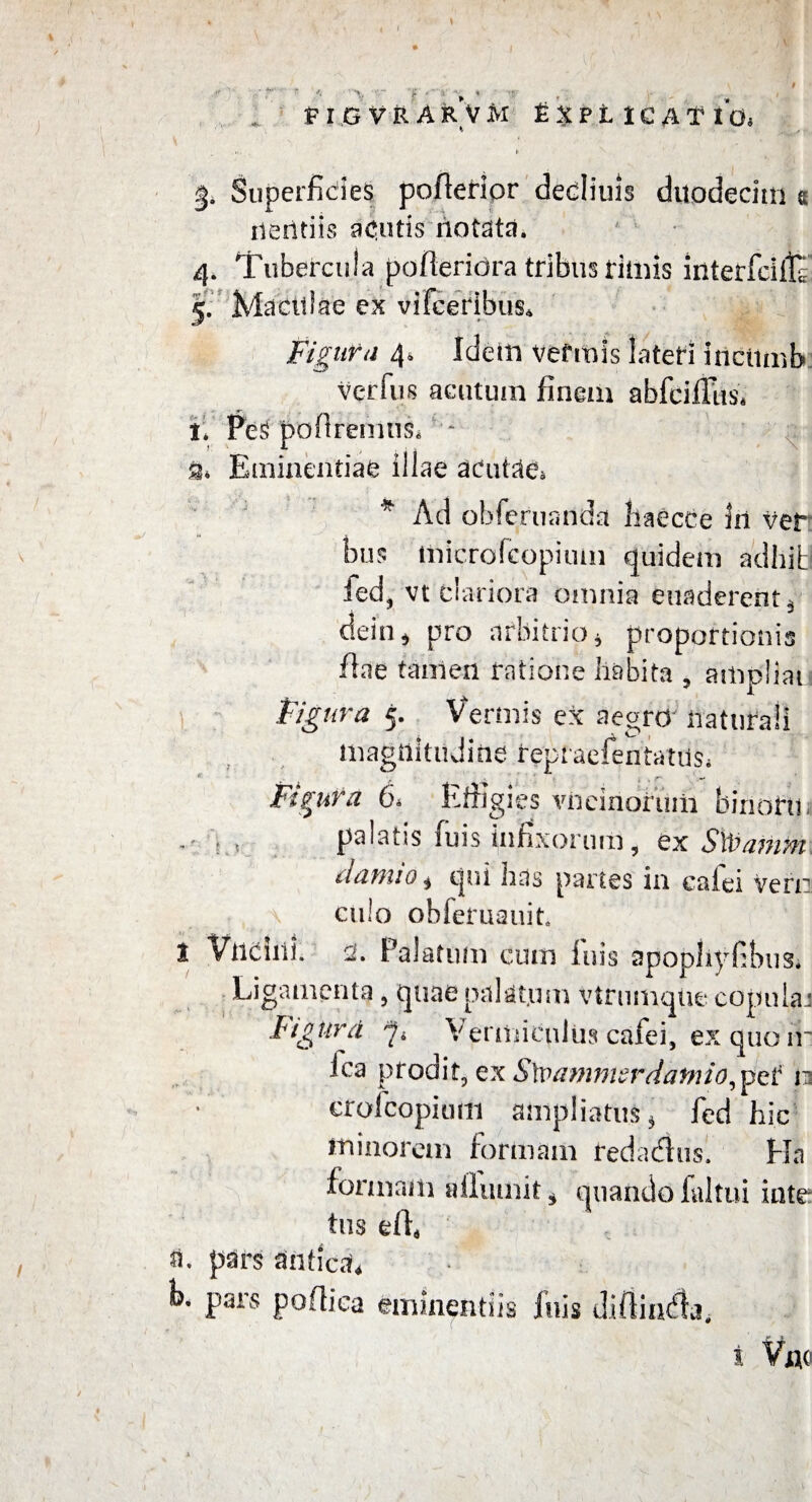 §. Superficies pofterior dediuis duodecim s nerttiis acutis notata. 4. Tubercula pofteridra tribus fimis inteiiciT 5. Maculae ex vi (ocribus* Figura 4, Idem vefmis lateri inctlmb Verfus acutum finem abfcilTus. 1. PeS pofiremus. 9, Eminentiae illae aCuMe* * Ad obferuanda baecce in Ver bus microfcopium quidem adhibl fed, vt clariora omnia euaderent, dein, pro arbitrio * proportionis ftae tamen ratione habita , ampliat Figura 5. Vermis ex aegro naturali magnitudine repraesentatus» *■ • Figura 6, Effigies vncmoruiii binarii - - t palatss fu is infixorum 9 ex SlVaiHM damio $ qui has partes in cafei Vern \ culo obferuauit I Vtlcnii. 2. Palatu/n cum luis apophyEbus* Ligamenta 5 quae palatum vtrumque copnlaj Figura 'ii Vermiculus cafei, ex quo ir ica prodit, ex SXvamimrdamio^ per n crofcopium ampliatus* fed hic minorem formam redadus. Ha formaih alluunt* quando initui inte tus eil, fi. pars anticd* b. pars poflica eminentiis inis diftiadla, i Vfle