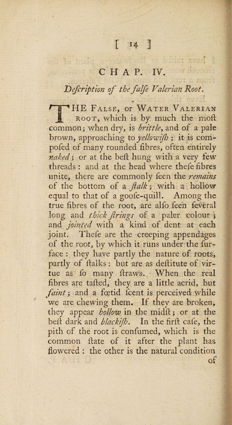 \ CHAP. IV. Defcription of the falfe Valerian Root, The False, or Water Valerian ROOT, which is by. much the mofh common; when dry, is brittle^ and of a- pale brown, approaching to yellowijfj ; it is ,com- pofed of many rounded fibres, often entirely naked; or at the heft hung with a very few threads : and at the head where thefe fibres unite, there are commonly feen the remains of the bottom of a Jialk; with a ’ hollow equal to that of a goofe-quill. Among the true fibres of the root, are alfo feeh feveral long and thick Jlrmgs of a paler colour ; and jointed with a kind of dent at each joint. Thefe are the creeping appendages of the root, by which it runs under the fur- face : they have partly the nature of roots, partly of ftalks: but are as deftitute of vir¬ tue as fo many fiiraws. When the real fibres are tafted, they are a little acrid, but faint', and a foetid fcent is perceived while we are chewing them. If they are broken, they appear hollow in the midfi:; or at the beft dark and blackijh. In the firft cafe, the pith of the root is confumed, which is the common ftate of it after the plant has flowered ; the other is the natural condition of