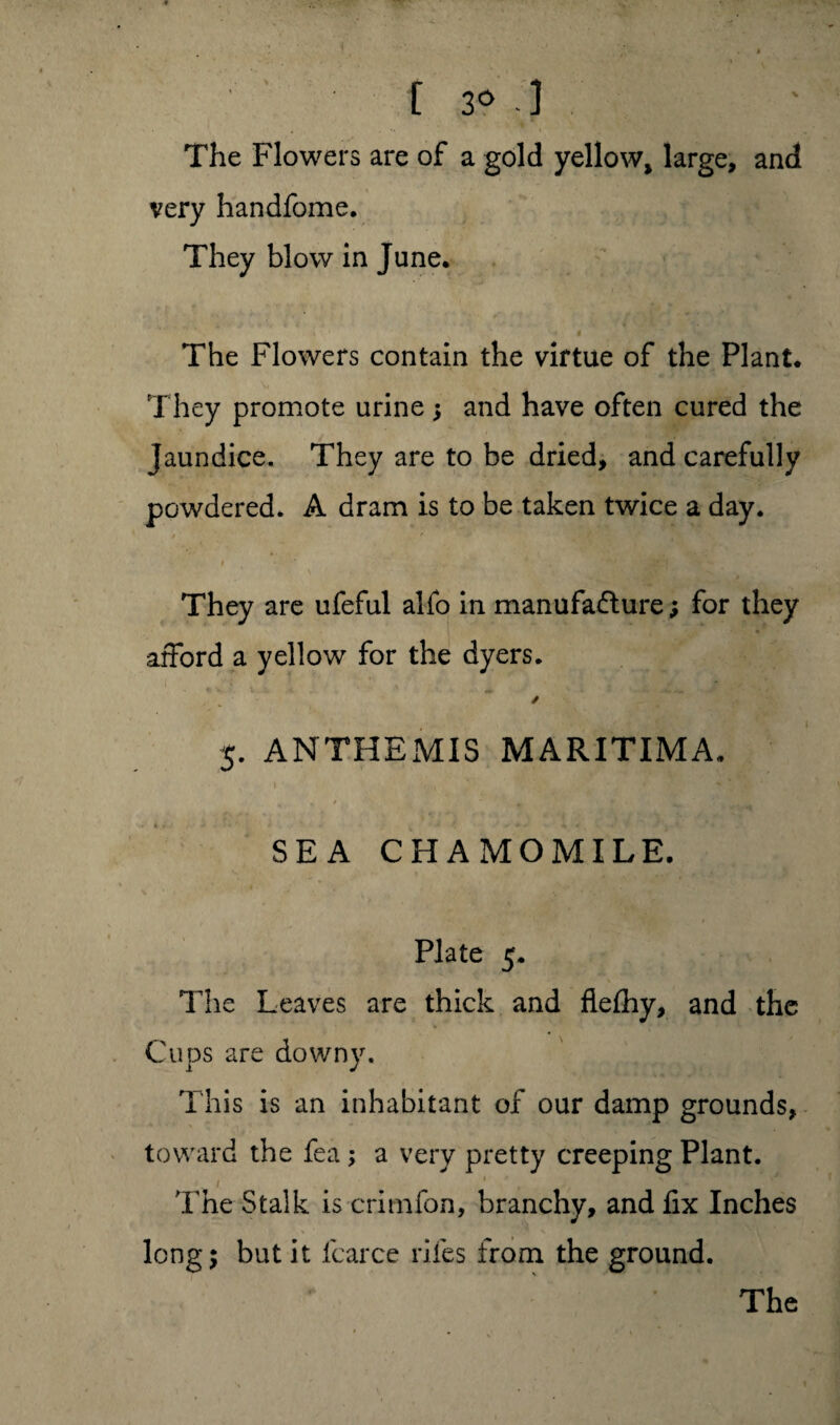 [ 3° ] The Flowers are of a gold yellow* large, and very handfome. They blow in June. The Flowers contain the virtue of the Plant. They promote urine; and have often cured the Jaundice. They are to be dried, and carefully powdered. A dram is to be taken twice a day. i They are ufeful alfo in manufacture j for they afford a yellow for the dyers. / j. ANTHEMIS MARITIMA. » , » , SEA CHAMOMILE. Plate 5. The Leaves are thick and flefhy, and the Cups are downy. This is an inhabitant of our damp grounds, toward the fea ; a very pretty creeping Plant. The Stalk is crimfon, branchy, and fix Inches long; but it fcarce riles from the ground.