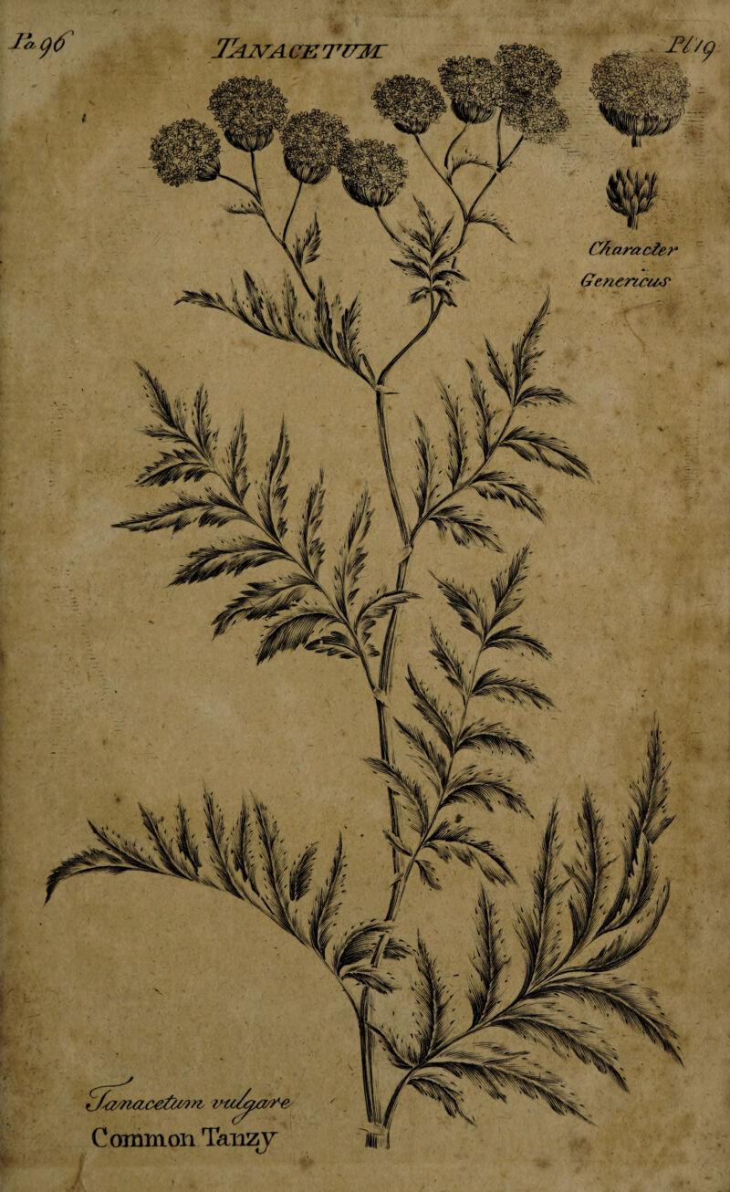 Tagf JkjvACETzmi: 'Jj&nacefiwn. rrs/y/t/'p C ommon Taiizy