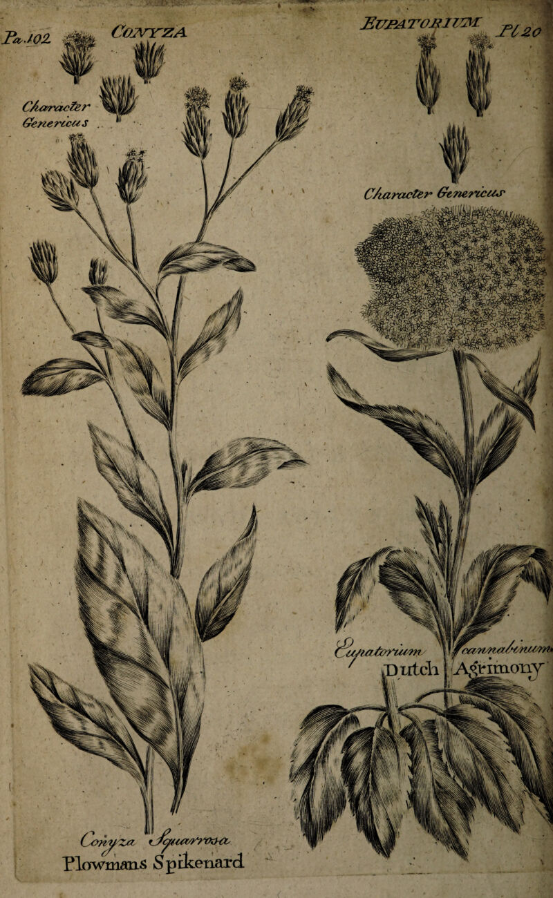 ca/n/nti l/wUVM* IWrTVKHV mf'Za ryc/fu riowmans Spikenard