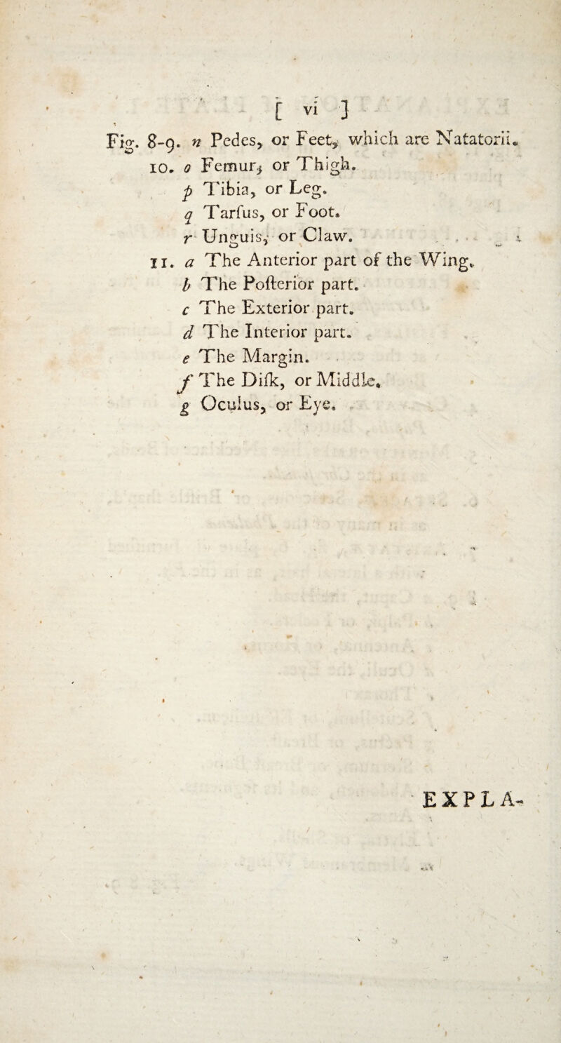 < 3 * „ [ vi 3 i Fig. g-g. n Pedes, or Feet* which are Natatorii, xo. o Femur* or Thigh. p Tibia, or Leg. q Tarfus, or Foot* V' Unguis* or Claw. O * c *•* II. a The Anterior part of the Wing*, b The Pofterior part. c The Exterior part, d The Interior part. e The Margin. f The Difk, or Middle* g Oculus, or Eye,