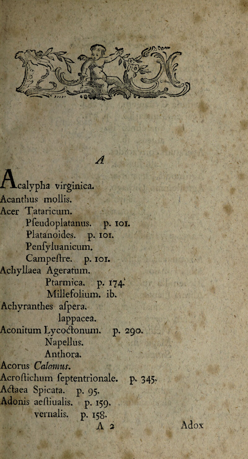 j/Vcalypha vlrginica. Acanthus mollis. Acer Tataricum. Pfeudoplatanus. p. ioi. Platanoides. p. ioi. Penfyluanicum. Campeflre. p. ior. Achyllaea Ageratum. Ptarmica, p. 174.’ Millefolium, ib. Achyranthes afpera. lappacea. Aconitum Lycodtonum. p. 290. Napellus. Anthora. Acorus Calamus. Acroflichum feptentrionale. p. 345» Adaea Spicata, p. 95. Adonis aefliualis. p. 159. vernalis, p. 158. A 2 Adox