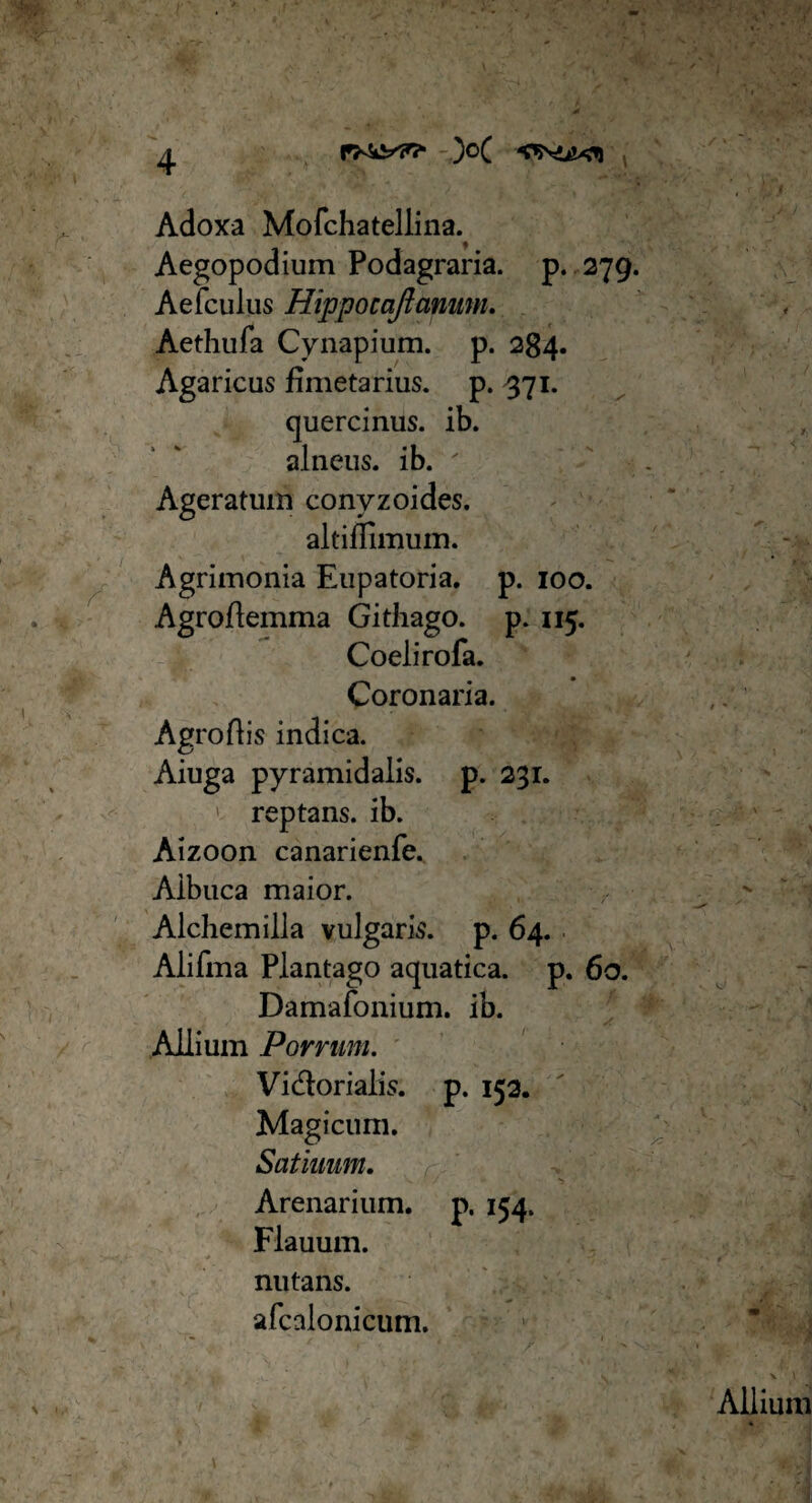 Adoxa Mofchatellina. Aegopodium Podagraria. p. 279 Aefculus Hippocaftanimi. Aethufa Cynapium. p. 284. Agaricus fimetarius. p. 371. quercinus, ib. alneus, ib. Ageratmn conyzoides. altiflimuin. Agrimonia Eupatoria, p. 100. Agroflemma Githago. p. 115. Coeli rofa. Coronaria. Agroflis indica. Aiuga pyramidalis, p. 231. > reptans, ib. Aizoon canarienfe. Albuca maior. Alchemilla vulgaris, p. 64. Alifma Plantago aquatica, p. 60. Damafonium. ib. Allium Porrum. Vi&orialis. p. 153. Magicum. Satiniim. Arenarium, p. 154. Flauum. nutans. afcalonicum.