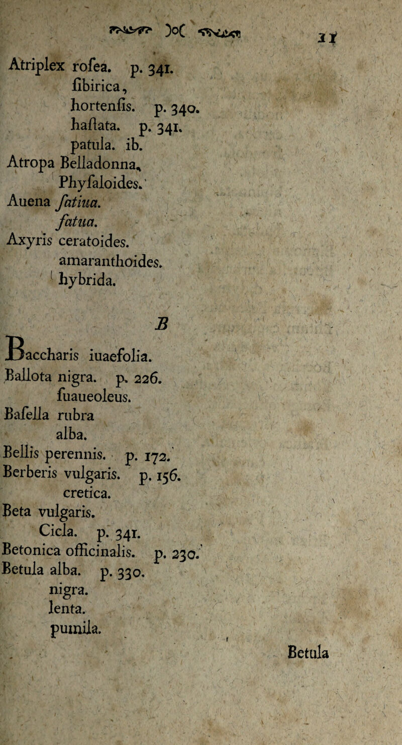 Atriplex rofea. p. 341. fibirica, hortenfis. p. 340. haflata. p. 341. patula, ib. Atropa Belladonna* Phyfaloides.' Auena fatiua. fatua. Axyris ceratoides. amaranthoides. : hybrida. B Baccharis iuaefolia. Ballota nigra, p. 226. fuaueoleus. Balella rubra alba. Bellis perennis, p. 172. Berberis vulgaris, p. 156. cretica. Beta vulgaris. Cicla. p. 341. Betonica officinalis. p. 230. Betula alba. p. 330. nigra, lenta. pumila. r Betula