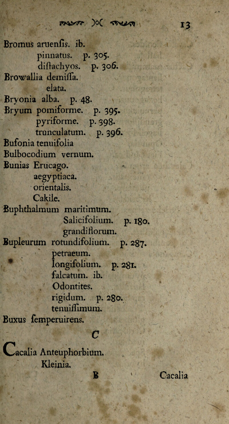 Bromus aruenfis. ib. pinnatus, p. 305. diflacliyos. p. 306. Browallia demiffa. elata. Bryonia alba. p. 48. Bryum pomiforme. p. 395. pyriforme. p. 398. trnnculatum. p. 396. Bufonia tenuifolia Bulbocodium vernum. Bunias Erucago. aegyptiaca. orientalis. Cakile. Buphthalmum maritimum. Salicifolium. p. 180. grandiHorum. Bupieurum rotundifolium. p. 287. petraeum. longifolium. p. 281. falcatum, ib. Odontites. rigidum, p. 280. tenuillimum. Buxus femperuirens. C Cacalia Anteuphorbium. Kleinia. B