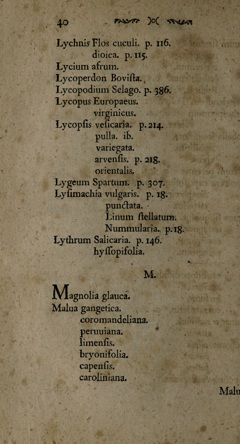 40 Lychnis Flos cuculi, p. 116. dioica. p. 115. Lycium afrum. Lycoperdon Bovilla. Lycopodium Selago. p. 386. Lycopus Europaeus, virginicus. Lycopfis veficaria. p. 214. pulla, ib. variegata, arvenfis. p. 218. orientalis. Lygeum Spartum, p. 307. Lyfimachia vulgaris. p. 18» pundata. »’ Linum llellatum. Nummularia.. p.18. Lythrum Salicaria. p. 146. hyflopifolia. t M. ]Vlagnolia glauca. Malua gangetica. coromandeliana. peruuiana. limenfis. bryonifolia. capenfis. caroliniana.