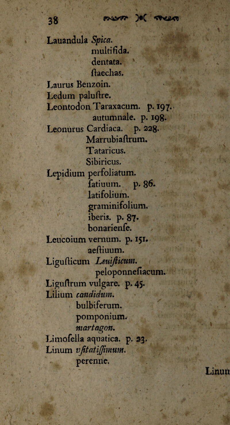 38 )•( ***hejK*l Lauandula Spica. multifida. dentata. ftaechas. V Laurus Benzoin. Ledum paluftre. Leontodon Taraxacum. p. 197. autumnale, p. 198. Leomirus Cardiaca, p. 228. Marrubiaftrum. Tataricus. Sibiricus. Lepidium perfoliatum. fatiuum. p. 86. latifolium. iberis. p. 87« bonarienfe. Leucoium vernum, p. 151. aeftiuum. Ligufiicum Leuijticum. peloponnefiacum LiguArum vulgare, p. 45. Lilium candidum, bulbiferum. pomponium. martagon, Limofella aquatica, p. 53. Linum vjitatijfimum. perenne.