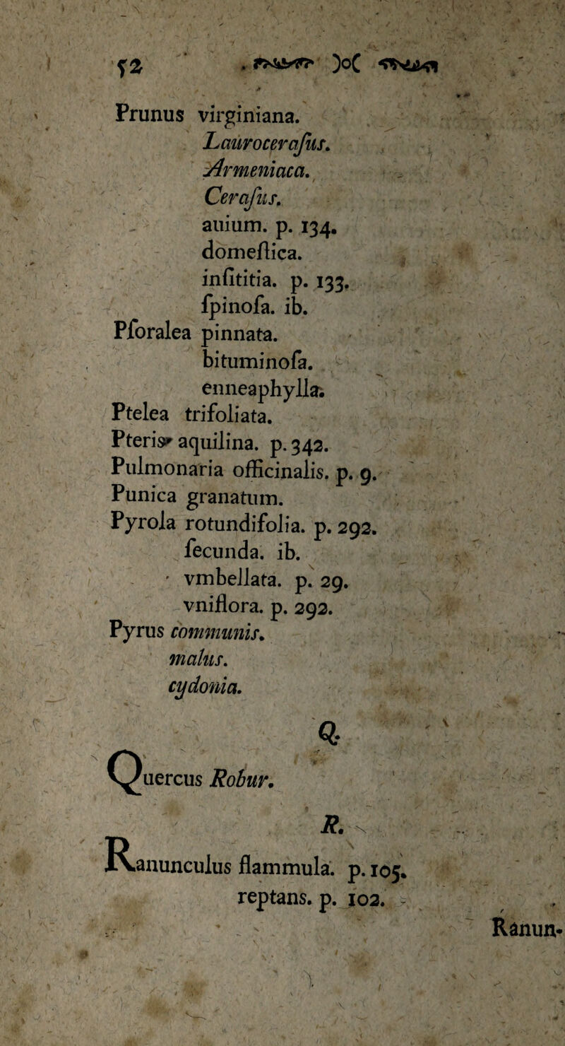 Prunus virginiana. Laurocerafus. Armeniaca. Cerafus. auium. p. 134. domeflica. infititia. p. 133. fpinofa. ib. Pforalea pinnata. bituminofa. enneaphylla; Ptelea trifoliata. Pteria aquilina, p.342. Pulmonaria officinalis. p. 9. Punica granatum. Pyrola rotundifolia. p. 292. fecunda, ib. • vmbeJlata. p. 29. vniflora. p. 292. Pyrus communis. malus. cydonia. Q- Quercus Robur. Ranunculus flammula, p. 105. reptans, p. 102. -