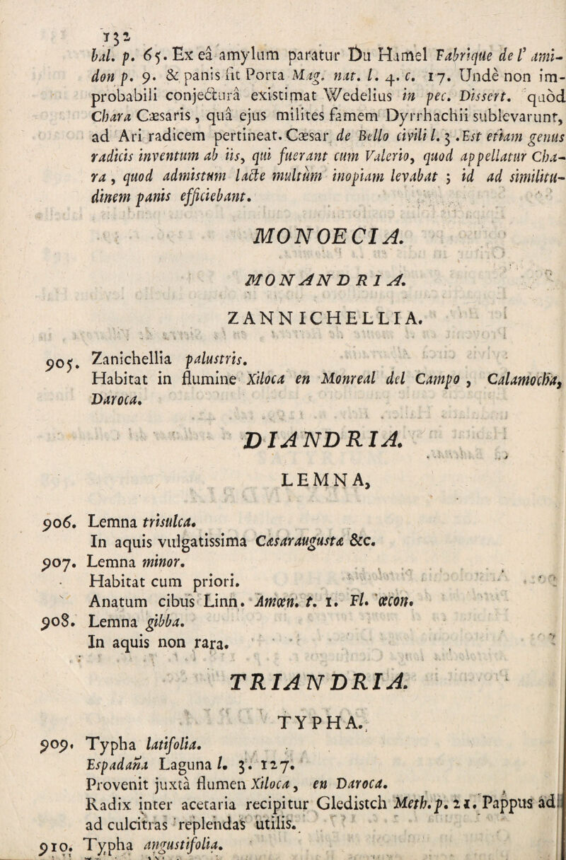 hd. p. ^5. Ex ea amylum paratur £)a Hamel Vahrlque del\tmU don p, 9. & panis fit Porta Mag, nat, l, 4. c. 17. Unde non im¬ probabili conjednra existimat Y^edelius in pec, Disscrt, qabd chara Cassaris, qua ejus milites famem Dyrrhachii sublevarunt, ad Ari radicem pertineat.Caesar Bello cWili 1,^ ,Bst etiam genus radicis inventum ah iis^ qui fuerant cum Valerio^ quod appellatur Cha^ ra, quod admistum la^e multum inopiam levabat 5 id ad similitu^ dinem panis efficiebant. MONOECI A. MONANB R1 A. ; ZANNICHELLIA. ^ ‘ Zanichellia palustris. Habitat in {iumlnQ Xiloca en Monreal dei Campo ^ CdamocBaf Daroca. DIANDRIJ.^ f . ' ^ ^ > LEMNA, Lemna trisulca. In aquis vulgatissima C&saraugusta &c. 907, Lemna minor. Habitat cum priori. Anatum cibus Linn. iiw/crw. f. i. Fl.'cecon. 90S. Lemna gibba. In aquis non rara. . t- • ’ i ’ ■ p TRIANDRIJ. TYPHA.. 909. Typha latifolia. Bspadana Laguna/. 3 . 127. Provenit juxta flumen Xiloca, en Daroca. Radix inter acetaria recipitur Gledistch Meth.p.ii. Pappus adr ad culcitras'replendas utilis. 010. ^ K X TXpha angustifolia. i