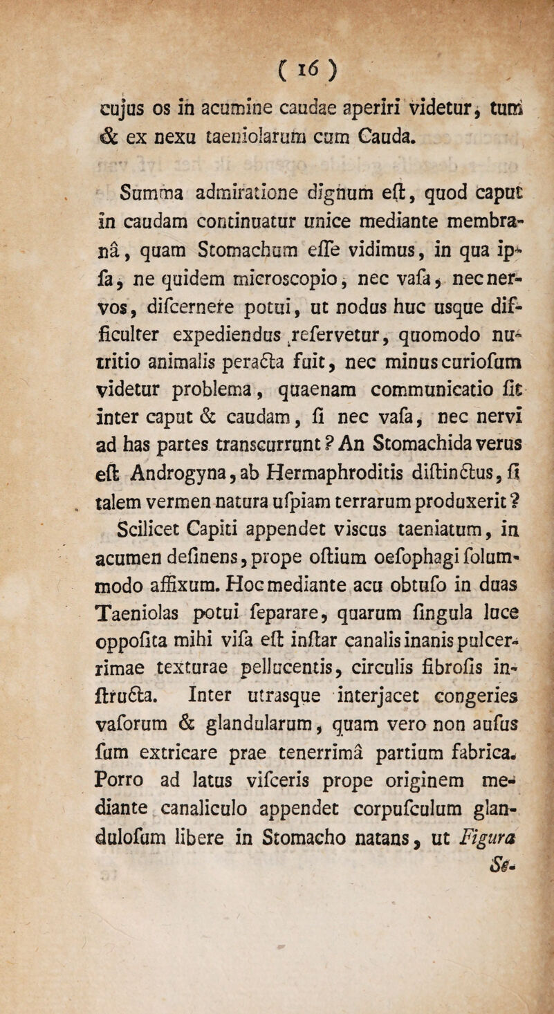 - eujus os in acumine caudae aperiri videtur, turn & ex nexu taeniolarum cum Cauda. Summa admirations dlgnum eft, quod caput in caudam continuatur unice mediante membra- na, quam Stomachum efie vidimus, in qua ip* fa, ne quidem microscopio, nec vafa > necner- vos, difcernere potui, ut nodus hue usque dif- ficulter expediendus refervetur, quomodo nu* tritio animalis peradta fait, nec minuscuriofum videtur problema, quaenam communicatio fit inter caput & caudam, fi nec vafa, nec nervi ad has partes transcurrunt ? An Stomachida verus eft Androgyna,ab Hermaphroditis diftindlus, fi talem vermen natura ufpiam terrarum produxerit ? Scilicet Capiti appendet viscus taeniatum, in acumen definens,prope oftium oefophagifolum- modo affixum. Hoc mediante acu obtufo in duas Taeniolas potui feparare, quarum fingula luce oppofita mihi vifa eft inftar canalisinanispulcer- rimae texturae pellticentis, circulis fibrofis in- ftrufta. Inter utrasque interjacet congeries vaforum & glandularum, quam vero non aufus fum extricare prae tenerrima partium fabrica* Porro ad latus vifeeris prope originem me¬ diante canaliculo appendet corpufculum glan- dulofum libere in Stomacho natans, ut Figura Se.