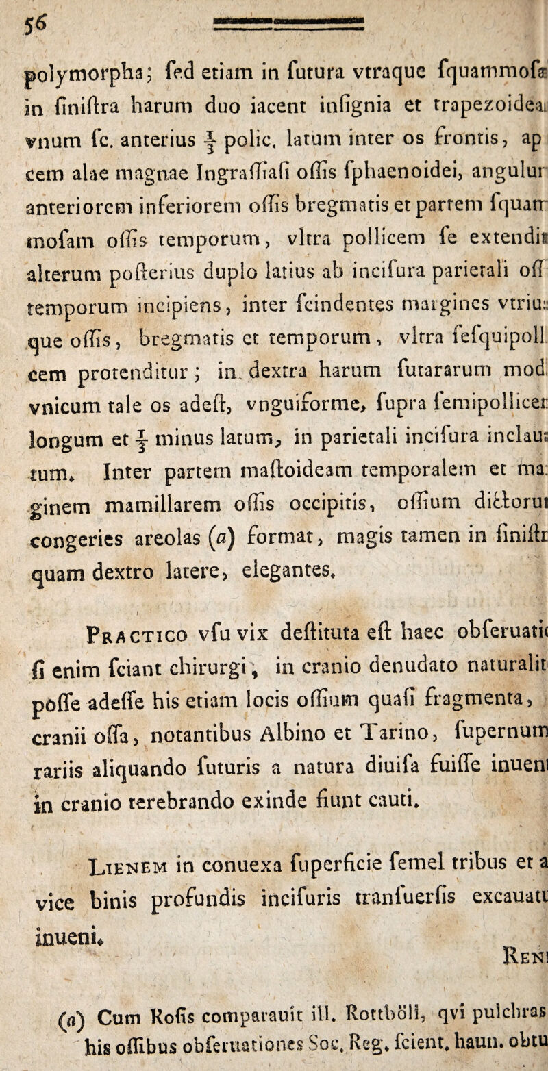 5$ polymorpha; fed etiam in futura vtraque fquammofa* in finiftra harum duo iacent infignia et trapezoidea vnum fc. anterius f polic, latum inter os frontis, ap cem alae magnae Ingraffiafi offis fphaenoidei, angulur anteriorem inferiorem offis bregmatis et partem fquan tnofatn offis temporum, vitra pollicem fe extendit alterum pofterius duplo latius ab incifura parietali ofT temporum incipiens, inter fcindentes margines vtriu:: que offis , bregmatis et temporum , vitra fefquipol! cem protenditur ; in. dextra harum futararum mod vnicum tale os aaeft, vnguiforme, fupra femipollicer longum et f minus latum, in parietali incifura inclau; tum» Inter partem maftoideam temporalem et ma: ginem mamillarem offis occipitis, offiurn diflorut congeries areolas (a) format, magis tamen in liniltr quam dextro latere, elegantes. I Practjco vfu vix deftituta eft haec obferuatit fi enim fciant chirurgi, in cranio denudato naturalit poffe adeffe his etiam locis offiurn quali fragmenta, cranii offa, notantibus Albino et Tarino, fupernum rariis aliquando futuris a natura diuifa fuiffe inueni in cranio terebrando exinde fiunt cauti. y V v Lienem in connexa fuperficie femel tribus et a vice binis profundis incifuris traniuerfis excauati inuenu ^ / / 1 Reni t . • .. i .y (a) Cum Rofis comparauit ili. Rottboll, qvi pulebras his offibus obfemationes Soc, Rsg, fcient, hauu. obtu