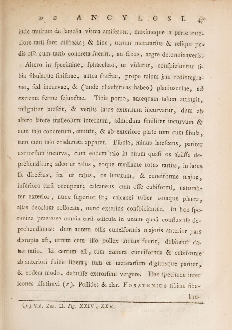 4 7 inde multum de lamella vitrea amiferunt, maximeque a pane ante¬ riore tarfi funt diffrabfo; & hinc , utrum metatarfus & reliqua pe¬ dis offa cum tarfo concreta fuerint, an fecus, aegre determinaveris.. Altero in fperimine, fphacelato, ut videtur, confpiciuntur ti¬ bia fibulaque finiftrae, antea fractae, prope talum jam redintegra¬ tae, fed incurvae, & (unde rhaehiticas habeo) planiusculae, ad extrema ferine fejunctae. Tibia porro, antequam talum attingit, infigniter latefcit, & verfus latus externum incurvatur, dum ab altero latere malleolum internum, admodum fimiliter incurvum & I cum talo concretum, emittit, & ab- exteriore parte tum cum fibula, tum cum talo coadunata apparet. Fibula, minus latefeens, pariter extrorfum incurva, cum eodem 'talo in unum quafi os abiiffe de¬ prehenditur; adeo ut talus, eoque mediante totus tarfus, in latus fit directus-, ita ut talus, os lunatum, & cuneiforme majus, inferiora tarfi occupent; calcaneus cum offe cubiformi, naturali¬ ter exterior, nunc fuperior fit; calcanei tuber totaque planta, alias deorium collocata, nunc exterius confpiciantur. In hoc fpe- cimine praeterea omnia tarfi ofiicula in unum quafi confiuxiffie de¬ prehendimus: dum autem offis cuneiformis majoris anterior pars dis rupta eft, utrum cum ilio pollex unitus fuerit, dubitandi da¬ tur ratio. Id certum eft, tum caetera cuneiformia & cnbiforme ab anteriori fuiile libera; tum et metatarfum digitosque pariter** & eodem modo,, debuiffie extrorfum vergere. Hoc fpecimen inter icones illuftravi (r). Poffidet Acciar. Forstenius tibiam fibu*- lam-