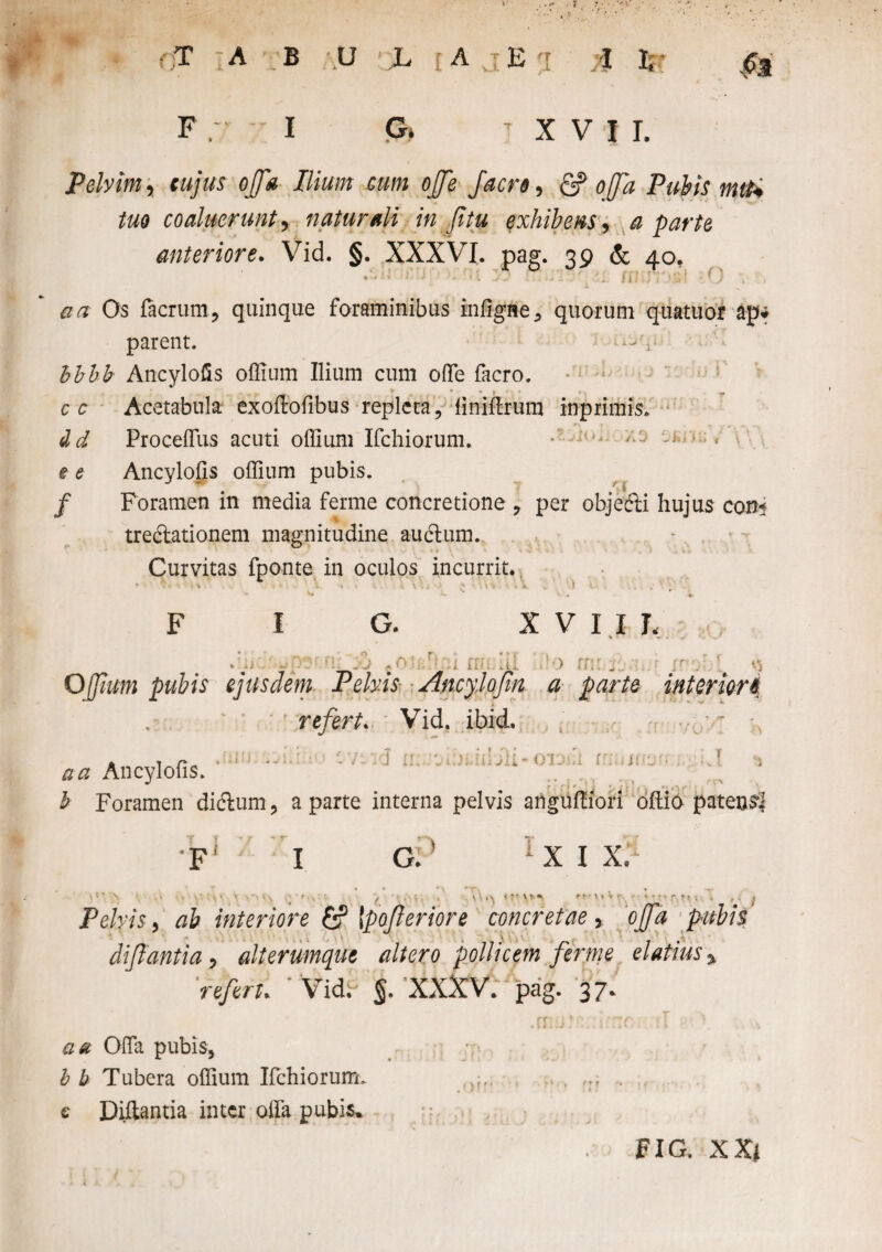 T ;A B \U h [AjE 1 A te ,<ra F I G. XVI I. Pelvim, cujus offa Ilium cum offfe facro, fi? offa Pubis mtU tuo coaluerunt, naturali in ffitu exhibens, a parte anteriore. Vid. §. XXXVI. pag. 39 & 40, *'• - fi; •• v • H , , art Os facrum, quinque foraminibus infigite* quorum quatuor ap* parent. bbbb Ancylofis offium Ilium cum oflTe facro. •■ ■* 5 cc Acetabula exoftofibus repleta, finiftrum inprimis. dd Proceffus acuti offium Ifchiorum. - - e e Ancylofis offium pubis. / Foramen in media ferme concretione * per objecffci hujus coni - tredlationem magnitudine auclum. Curvitas fponte in oculos incurrit. I i \ r G. .0)« X V I I L fili. rn:... ir-j- Offium pubis ejusdem Pelvis Ancy.lojin a parte interiori refert. Vid. ibid. r t t » * r . C r 7 *v T • * v * f ^ # ^ * T . . /* * -• -i i. . • i aa Ancylofis. b Foramen dicffum, a parte interna pelvis anguftiori oftio patensl 'F I G. ;) T 1 X I X. Pelvis, ab interiore fi? |'pojleriore concretae, offa pubis difflantia, alterumque altero pollicem ferme elatius > refert. Vidi- §. XXXV. pag. 37. Offa pubis, b b Tubera offium Ifchiorum. , ... .. e Diflantia inter offa pubis.