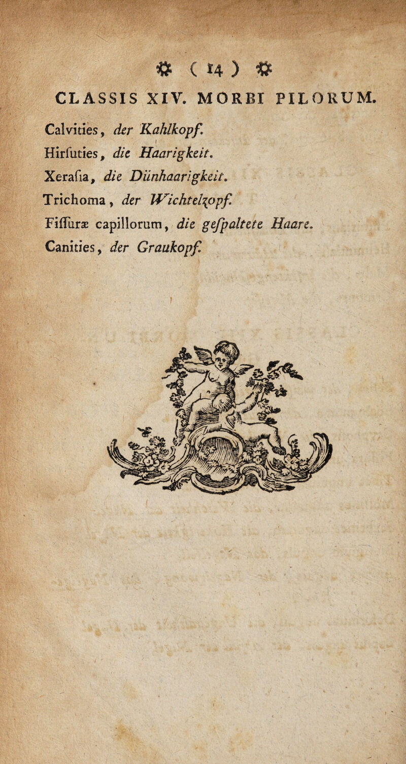 CLASSIS XIV. MORBI PILORUM. Calvities, der Kahlkopf, i Hirfuties, die Haarigkeit. Xerafia, die Diinhaarigkeit. Trichoma, der Wichtei\opf. Fiffuras capillorum, die gefpaltete Haare, Canities, der Graukopf,