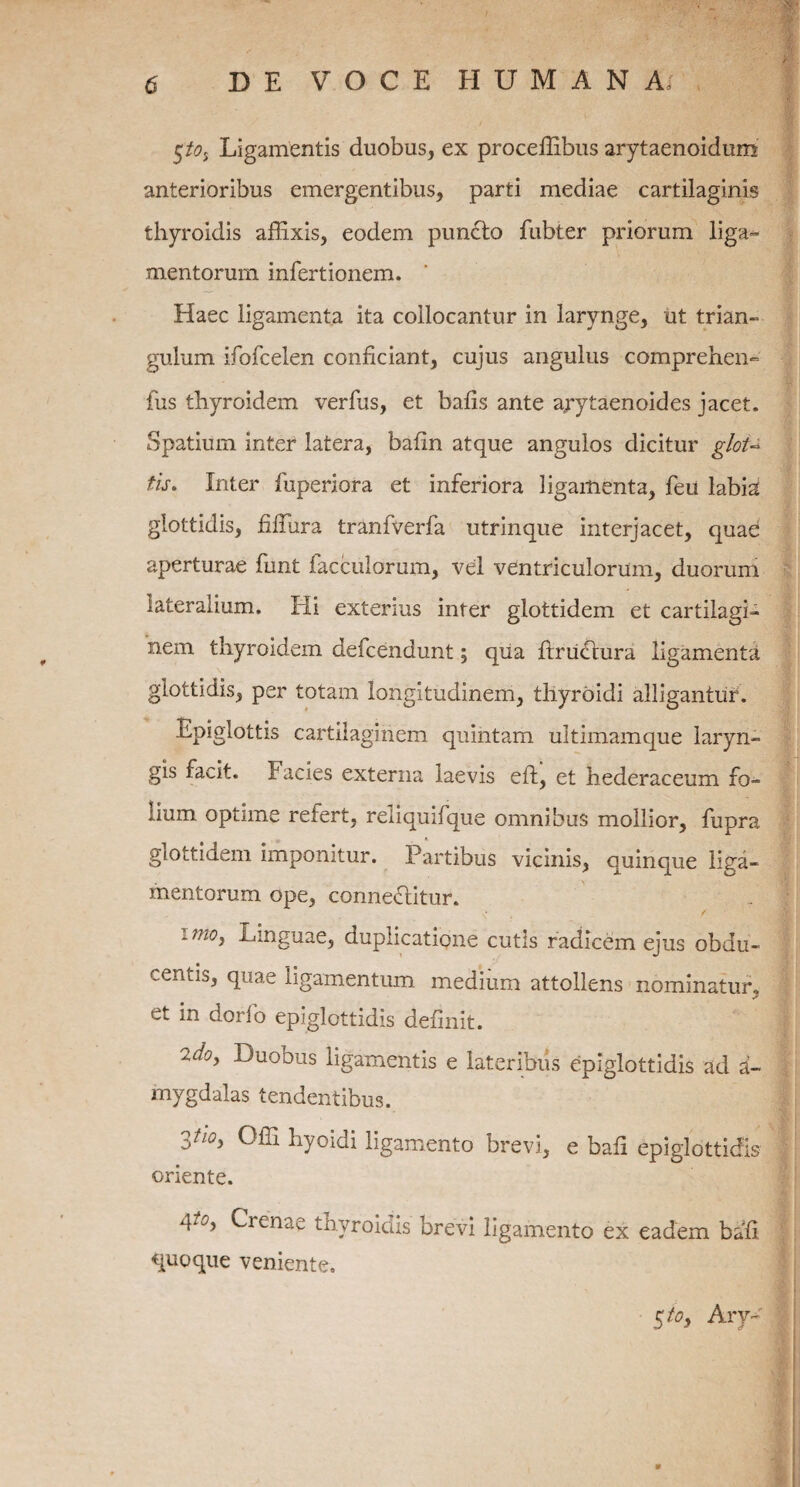 $tos Ligamentis duobus, ex proceffibns arytaenoidum anterioribus emergentibus, parti mediae cartilaginis thyroidis affixis, eodem pun6to fubter priorum liga¬ mentorum infert ionem. Haec ligamenta ita collocantur in larynge, ut trian¬ gulum ifofcelen conficiant, cujus angulus comprehen- fus tliyroidem verfus, et bafis ante a;ytaenoides jacet. Spatium inter latera, bafin atque angulos dicitur glot¬ tis* Inter fuperiora et inferiora ligamenta, feu labia glottidis, fiffura tranfverfa utrinque interjacet, quae aperturae funt faecularum, vel ventriculorum, duorum lateralium. Hi exterius inter glottidem et cartilagi¬ nem thyroidem defeendunt; qua ftriicdura ligamenta glottidis, per totam longitudinem, tliyroidi alligantur. Epiglottis cartilaginem quintam ultimamque laryn¬ gis facit. Facies externa laevis eft, et hederaceum fo¬ lium optime refert, reliquifque omnibus mollior, fupra glottidem imponitur. Partibus vicinis, quinque liga¬ mentorum ope, conneHitur. 1 mo> Linguae, duplicatione cutis radicem ejus obdu¬ centis, quae ligamentum medium attollens nominatur, et in dorlo epiglottidis definit. yUl0> jJuodus ligamentis e lateribus epiglottidis ad i- mygdalas tendentibus. 3tl0> Lyoidi ligamento brevi, e bafi epiglottidis oriente. 4t0> Arenae thyroidis brevi ligamento ex eadem bafi quoque veniente. Sto> Arv-