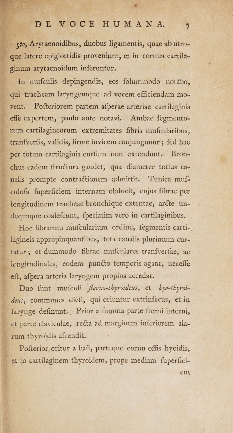 pOy Arytaenoidibus, duobus ligamentis, quae ab utro¬ que latere epiglottidis proveniunt, et in cornua cartila¬ ginum arytaenoidum inferuntur. In mufculis depingendis, eos folummodo notabo, qui tracheam laryngemque ad vocem efficiendam mo¬ vent. Pofteriorem partem afperae arteriae cartilaginis elTe expertem, paulo ante notavi. Ambae Tegmento¬ rum cartilagineorum extremitates fibris mufcularibus, tranfverfis, validis, firme invicem conjungunur ; fed hae per totum cartilaginis curfum non extendunt. Bron¬ chus eadem ftruCtura gaudet, qua diameter totius ca¬ nalis prompte contractionem admittit. Tunica muf- culofa fuperficiem internam obducit, cujus fibrae per longitudinem tracheae bronchique extentae, arcte un- dequaque coalefcunt, fpeciatim vero in cartilaginibus. Hoc fibrarum mufcularium ordine, Tegmentis carti-s lagineis appropinquantibus, tota canalis plurimum cur¬ tatur \ et dummodo fibrae mufculares tranTverTae, ac longitudinales, eodem punCto temporis agant, neceffe eft, afpera arteria laryngem propius accedat. Duo funt muTculi Jlerno-thyroideus, et hyo-thyroi- deas, communes diCti, qui oriuntur extrinfecus, et in larynge definunt. Prior a fumma parte fterni interni, et parte claviculae, recta ad marginem inferiorem ala¬ rum thyroidis afcendit. Pofterior oritur a bafi, parteque cornu offis hyoidis, et in cartilaginem thyroidem, prope mediam fuperfici¬ em