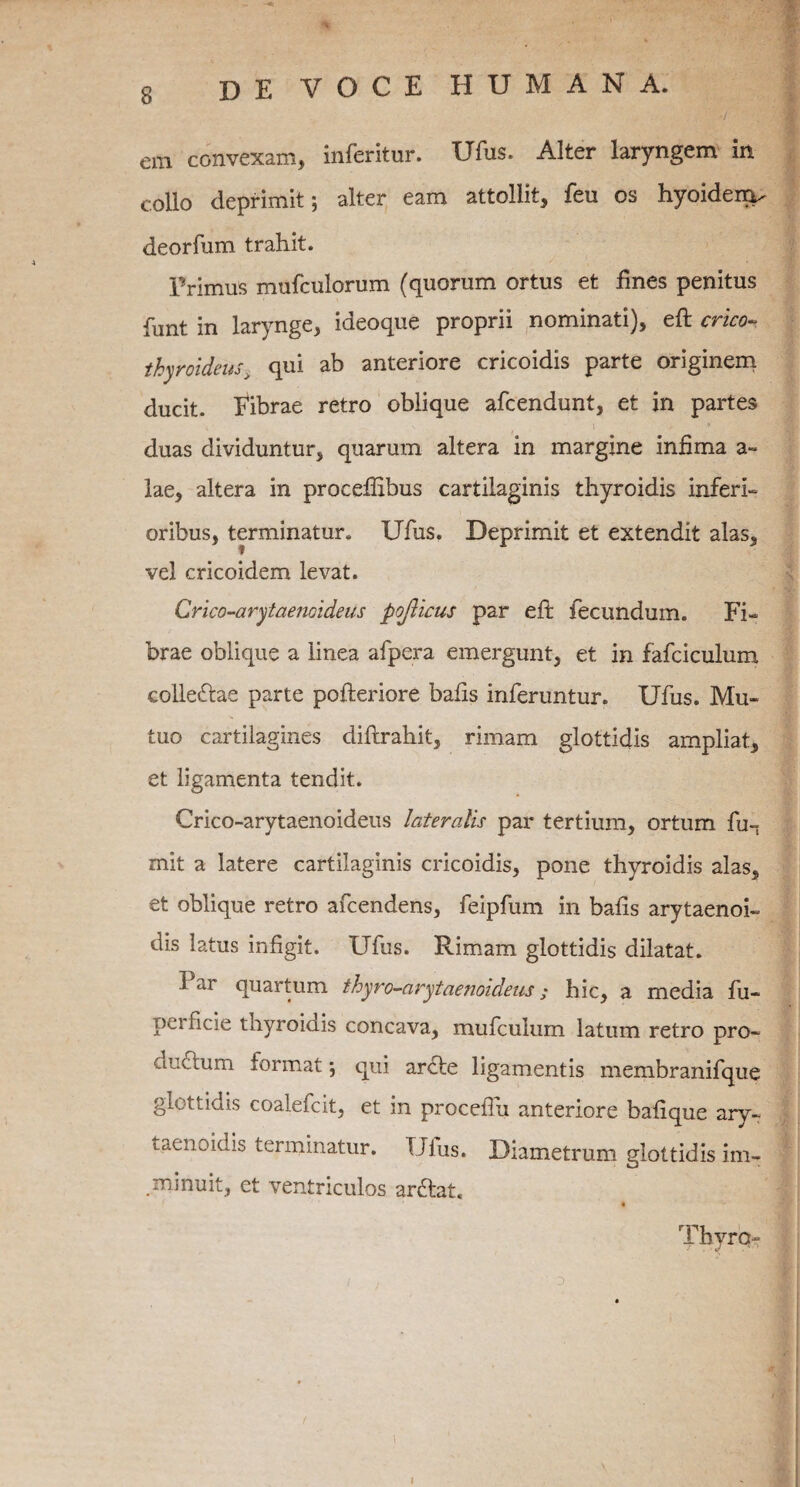 em convexam, inferitur. Ufus. Alter laryngem in collo deprimit; alter eam attollit, feu os hyoidenv deorfum trahit. Primus mufculorum (quorum ortus et fines penitus funt in larynge, ideoque proprii nominati), efl: crico¬ thyroideus > qui ab anteriore cricoidis parte originem ducit. Fibrae retro oblique afcendunt, et in partes duas dividuntur, quarum altera in margine infima a~ lae, altera in proeefiibus cartilaginis thyroidis inferi¬ oribus, terminatur. Ufus. Deprimit et extendit alas, vel cricoidem levat. Crico-arytaenoideus pojlicus par efi: fecundum. Fi¬ brae oblique a linea afpera emergunt, et in fafciculum colleftae parte pofteriore bafis inferuntur. Ufus. Mu¬ tuo cartilagines difirahit, rimam glottidis ampliat, et ligamenta tendit. Crico-arytaenoideus lateralis par tertium, ortum fu-t mit a latere cartilaginis cricoidis, pone thyroidis alas, et oblique retro afcendens, feipfum in bafis arytaenoi- dis latus infigit. Ufus. Rimam glottidis dilatat. Par quartum thyro-arytaenoideus; hic, a media fu- peificie thyroidis concava, mufculum latum retro pro- au citum format; qui arcte ligamentis membranifque glottidis coalefcit, et in procefiii anteriore bafique ary- taenoidis terminatur. Ufus. Diametrum glottidis im¬ minuit, et ventriculos arftat. « Thyrq-