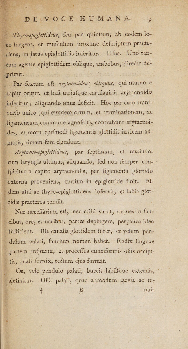 Thyro-epiglottideus, feu par quintum, ab eodem lo¬ co furgens, et mufculum proxime deferiptum praete¬ riens, in latus epiglottidis inferitur. Ufus. Uno tan¬ tum agente epiglottidem oblique, ambobus, dire£te de¬ primit. Par fextum e It arytaenoideus obliquus, qui mutuo e capite oritur, et bafl utriufque cartilaginis arytaenoidis inferitur ; aliquando unus deficit. Hoc par cum tranf- %7erfo unico (qui eundem ortum, et terminationem, ac ligamentum commune agnofeit), contrahunt arytaenoi- des, et motu ejufmodi ligamentis glottidis invicem ad¬ motis, rimam fere claudunt. Arytaeno-epiglottideusy par feptimum, et muiculo- rum laryngis ultimus, aliquando, fed non femper con- fpicitur a capite arytaenoidis, per ligamenta glottidis externa proveniens, curium in epiglottide finit. Ei¬ dem ufui ac thyro-epiglottideus infervit, et labia glot¬ tidis praeterea tendit. Nec necefFarium eff, nec mihi vacat, omnes in fau¬ cibus, ore, et naribus, partes depingere, perpauca ideo fufficient. Illa canalis glottidem inter, et velum pen¬ dulum palati, faucium nomen habet. Radix linguae partem infimam, et proceffus cuneiformis offis occipi¬ tis, quali fornix, tefhim ejus format. Os, velo pendulo palati, buccis labiifque externis, .definitur. Offa palati, quae admodum laevia ac te- t B nuia