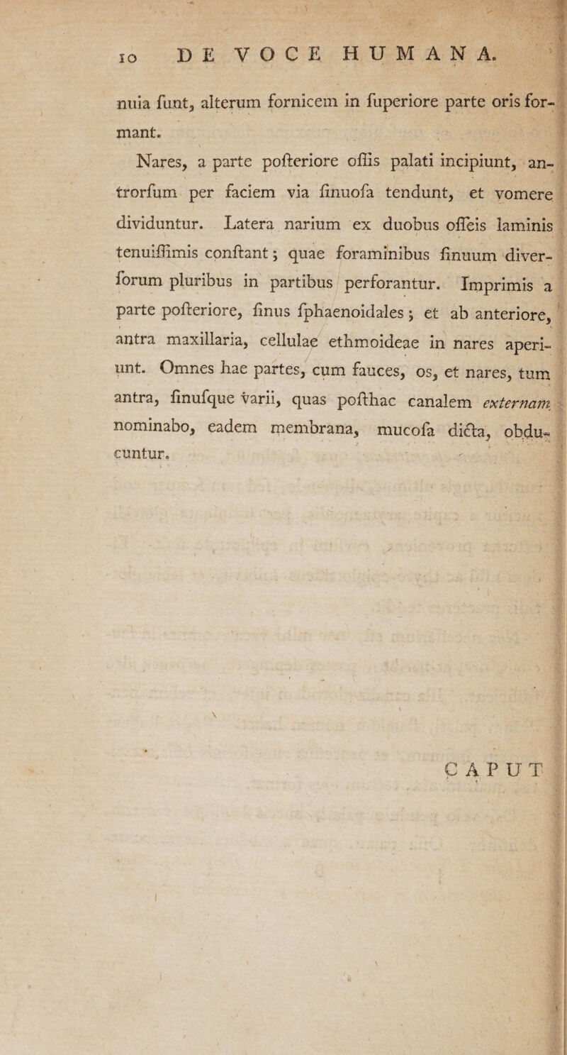 IO nuia funt, alterum fornicem in fuperiore parte oris for¬ mant. Nares, a parte pofteriore offis palati incipiunt, an- trorfum per faciem via finuofa tendunt, et vomere dividuntur. Latera narium ex duobus offeis laminis tenuiffimis conflant; quae foraminibus fmuum diver- forum pluribus in partibus perforantur. Imprimis a parte pofteriore, finus iphaenoidales; et ab anteriore, antra maxillaria, cellulae ethmoideae in nares aperi¬ unt. Omnes hae partes, cum fauces, os, et nares, tum antra, linufque varii, quas pofHiac canalem externam, nominabo, eadem membrana, mucofa didta, ob.du« cuntur. \ ■ i ■ . CAPUT
