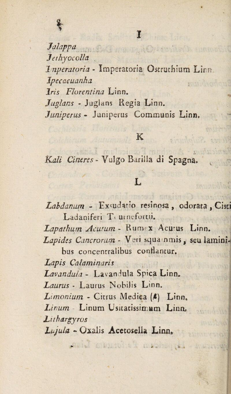 Jalappa Jethyocolla. ^ luperatoria- Imperatoria Ostruthiam Linn. Ipecaeuanha Iris Florentina Lino. Juglans - Juglans Regia Linn. Juniperus - Juniperus Communis Linn, K Kali C7/2^m-Vulgo Barilla di Spagna, ' , L Lahdamun - Ex^od^rio resinosa , odorata , Cisd Ladaniferi T» urfiefortji. Lapathum Acutum - Bunjrx Acums Linn. Lapides Cancrorum - Veri squammis, seu laminl- bus concencralibus coriBantur. Lapis Calaminaris Lavandula - Lavandula Spica Linn. Laurus - Laurus Nobilis Linn. Limonium - Citrus Medica (/1) Linn, Linum Linum Usitacissioium Linm Lithargyros Lujula - Oxaiis Acctoselia Linn^
