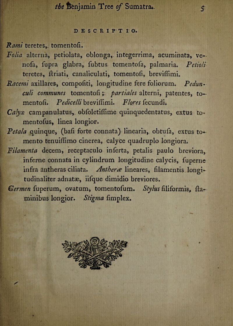 the ftenjamin Tree of Sumatra*. DESCRIPT I O. Rami teretes,. tomentofi. Folia alterna, petiolata, oblonga,. integerrima, acuminata, ve- nofa, fupra glabra, fubtus tomentofa, palmaria. Petioli teretes, ftriati, canaliculati, tomentofi, breviflimi. Racemi axillares, compofiti, longitudine fere foliorum. Pedun- culi communes tomentofipart tales alterni, paten tes, to¬ mentofi. Pedicelli breviflimi. Flores fecundi* Calyx campanulatus, obfoletiflime quinquedentatus, extus to- mentofus, linea longior. Petala quinque, (bafi forte connata) linearia, obtufa, extus to- mento tenuiflimo cinerea, calyce quadruplo longiora. Filamenta decern, receptaculo inferta, petalis paulo breviora, inferne connata in cylindrum longitudine calycis, fuperne infra antheras ciliata. Antherre lineares, filamentis longi- tudinaliter adnatae, iifque dimidio breviores. Germen fuperum, ovatum, tomentofum. Stylus filiformis, fta- minibus longior. Stigma fimplex.
