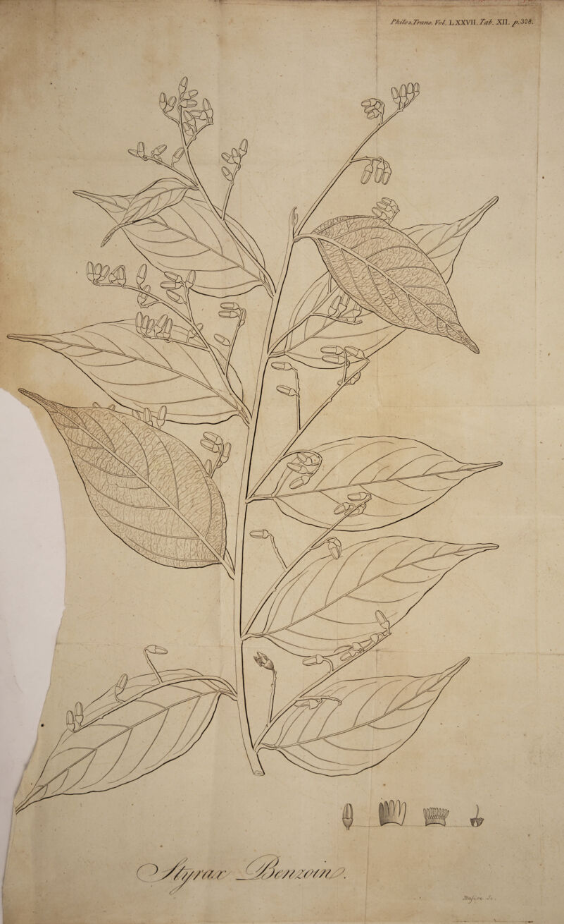 * . * ^ - \  '* /T * S- ^ Phitos.Tranj. Vo/. L XXVII. Tab. XII. /a 308. - • ; / ’ ■ * ’ '■ j