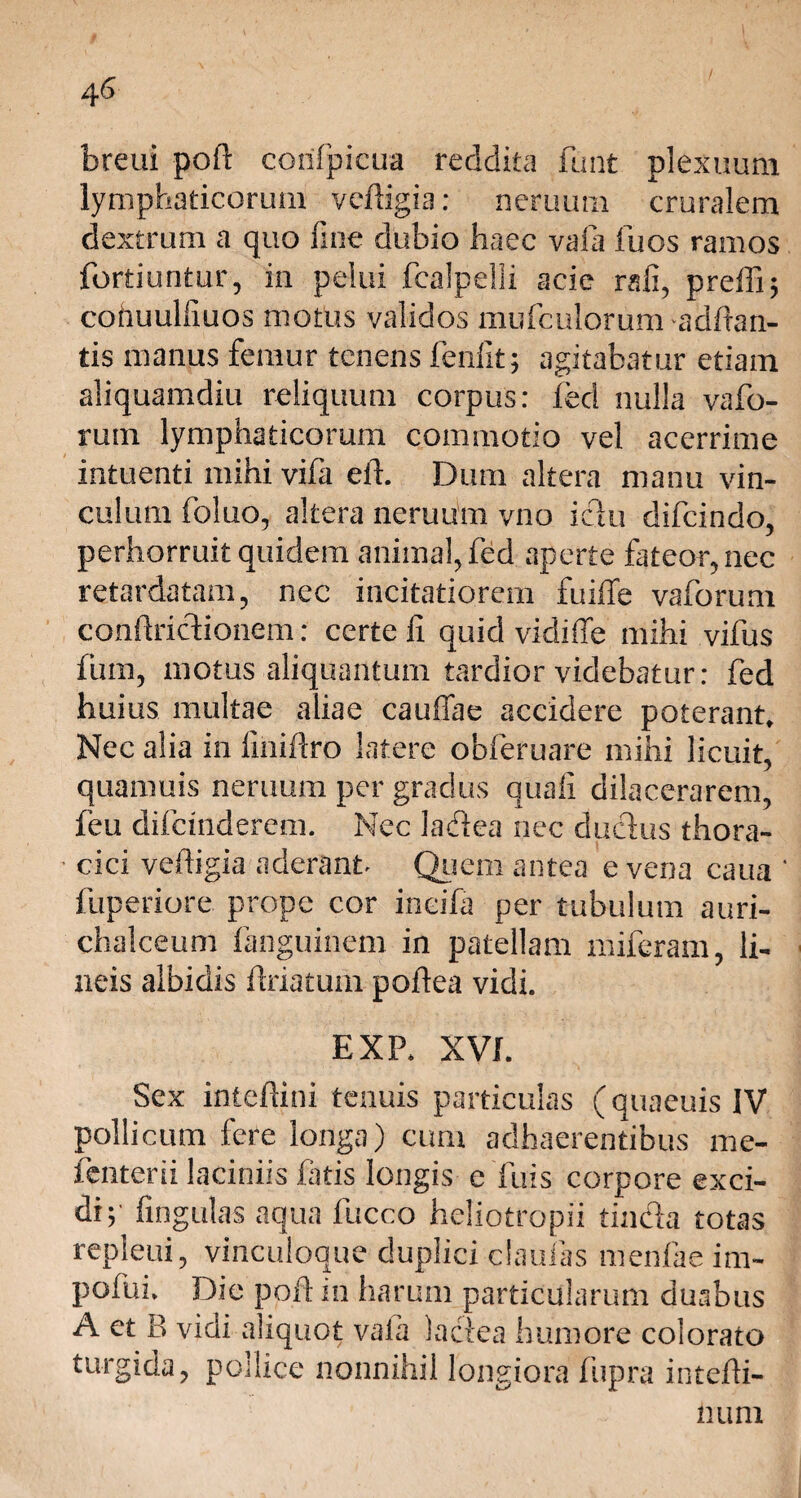 breui poli: corifpicua reddita iunt plexuum lymphaticorum veftigia: neruum cruralem dextrum a quo fine dubio haec vafa fuos ramos fortiuntur, in pelui fcalpelli acie rafi, preffij conuulfiuos motus validos mufculorum aditan¬ tis manus femur tenens fenfit; agitabatur etiam aliquamdiu reliquum corpus: feci nulla vafo- rum lymphaticorum commotio vel acerrime intuenti mihi vifa eft. Dum altera manu vin¬ culum foluo, altera neruum vno ictu difcindo, perhorruit quidem animal, fed aperte fateor, nec retardatam, nec incitatiorem fuiffe vaforum conftrictionem: certe fi quid vidiffe mihi vifus fum, motus aliquantum tardior videbatur: fed huius multae aliae cauffae accidere poterant* Nec alia in finiftro latere obferuare mihi licuit, quamuis neruum per gradus quali dilacerarem, feu difcinderem. Nec lactea nec ductus thora¬ cici veftigia aderant Quem antea e vena caua * fuperiore prope cor ineifa per tubulum auri- chalceum fanguinem in patellam miferam, li¬ neis albidis ftriatum poftea vidi. EXP. XVI. Sex inteftini tenuis particulas (quaeuis IV pollicum fere longa) cum adhaerentibus me- fenterii laciniis fatis longis e Tuis corpore exci¬ di y lingulas aqua fucco heliotropii tin&a totas repleui, vinculoque duplici clauias menfae im- pofui. Die poft in harum particularum duabus A et B vidi aliquot vaia lactea humore colorato turgida, pollice nonnihil longiora fupra intefti-