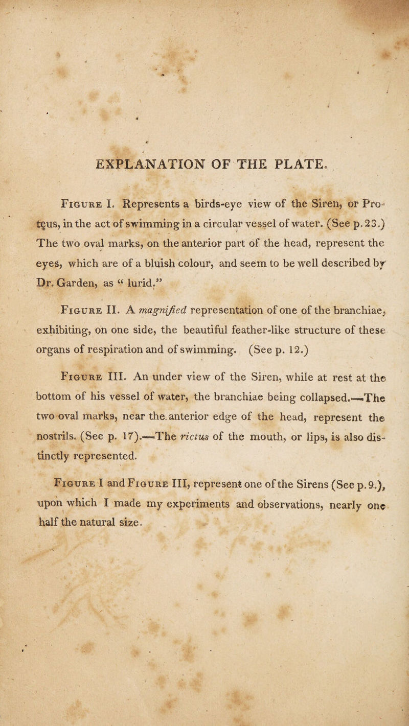 EXPLANATION OF THE PLATE, Figure I. Represents a birds-eye view of the Siren, or Pro^ t§us, in the act of swimming in a circular vessel of water. (See p. 23.) The two oval marks, on the anterior part of the head, represent the eyes, which are of a bluish colour, and seem to be well described br Dr. Garden, as “ lurid/* Figure II. A magnified representation of one of the branchiae, exhibiting, on one side, the beautiful feather-like structure of these organs of respiration and of swimming. (See p. 12.) Figure III. An under view of the Siren, while at rest at the bottom of his vessel of water, the branchiae being collapsed.—The two oval marks, near the. anterior edge of the head, represent the nostrils. (See p. 17).—The rictus of the mouth, or lips, is also dis¬ tinctly represented. Figure I and Figure III, represent one of the Sirens (See p.9,), upon which I made my experiments and observations, nearly one half the natural size.
