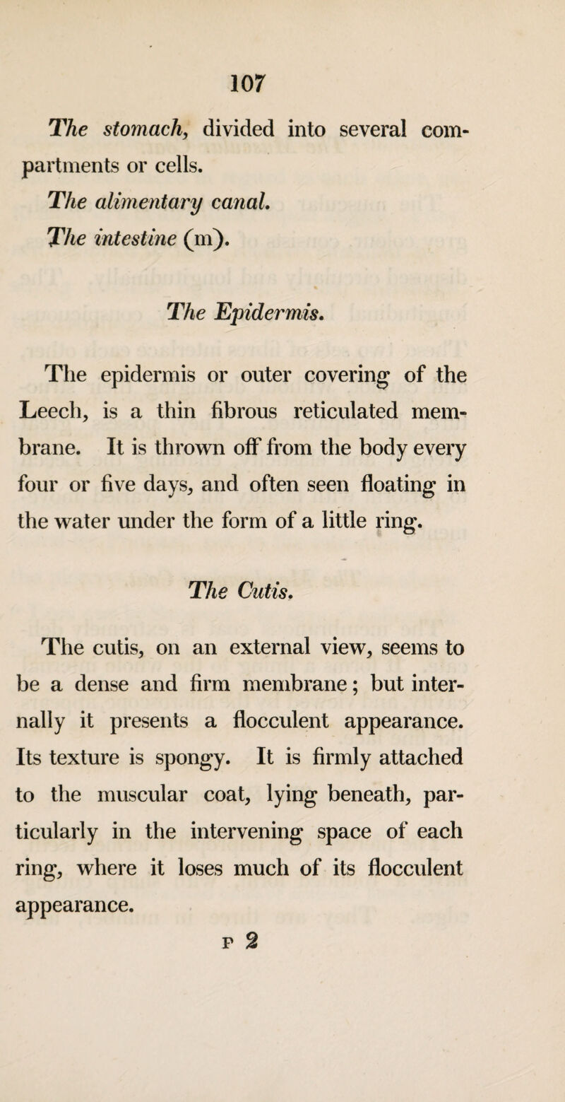 lor The stomach, divided into several com¬ partments or cells. The alimentary canal. The intestine (m). The Epidermis. The epidermis or outer covering of the Leech, is a thin fibrous reticulated mem¬ brane. It is thrown off from the body every four or five days, and often seen floating in the water under the form of a little ring. The Cutis. The cutis, on an external view, seems to be a dense and firm membrane; but inter¬ nally it presents a flocculent appearance. Its texture is spongy. It is firmly attached to the muscular coat, lying beneath, par¬ ticularly in the intervening space of each ring, where it loses much of its flocculent appearance.