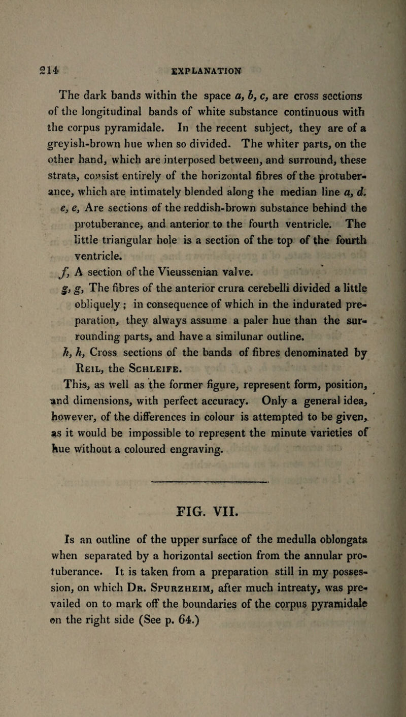 The dark bands within the space a, b, c, are cross sections of the longitudinal bands of white substance continuous with the corpus pyramidale. In the recent subject, they are of a greyish-brown hue when so divided. The whiter parts, on the other hand, which are interposed between, and surround, these strata, consist entirely of the horizontal fibres of the protuber¬ ance, which are intimately blended along the median line a, d. e, e, Are sections of the reddish-brown substance behind the protuberance, and anterior to the fourth ventricle. The little triangular hole is a section of the top of the fourth ventricle. f} A section of the Vieussenian valve. g, g, The fibres of the anterior crura cerebelli divided a little obliquely ; in consequence of which in the indurated pre¬ paration, they always assume a paler hue than the sur¬ rounding parts, and have a similunar outline. h, h, Cross sections of the bands of fibres denominated by Reil, the Schleife. This, as well as the former figure, represent form, position, * and dimensions, with perfect accuracy. Only a general idea, however, of the differences in colour is attempted to be given, as it would be impossible to represent the minute varieties of hue without a coloured engraving. FIG. VII. Is an outline of the upper surface of the medulla oblongata when separated by a horizontal section from the annular pro¬ tuberance. It is taken from a preparation still in my posses¬ sion, on which Dr. Spurzheim, after much intreaty, was pre¬ vailed on to mark off the boundaries of the corpus pyramidale on the right side (See p. 64.)
