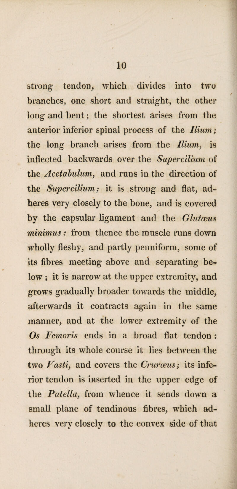 strong tendon^ which divides into two branches^ one short and straight^ the other long and bent; the shortest arises from the anterior inferior spinal process of the Ilium; the long branch arises from the Ilium, is inflected backwards over the Supercilium of the Acetabulum, and runs in the direction of the Supercilium; it is strong and flat^ ad¬ heres very closely to the bone^ and is covered by the capsular ligament and the Glutceus minimus: from thence the muscle runs down wholly fleshy^ and partly penniform, some of its fibres meeting above and separating be¬ low ; it is narrow at the upper extremity, and grows gradually broader towards the middle, afterwards it contracts again in the same manner, and at the lower extremity of the Os Femoris ends in a broad flat tendon : through its whole course it lies between the two Fasti, and covers the Cruroeus; its infe¬ rior tendon is inserted in the upper edge of the Patella, from whence it sends down a small plane of tendinous fibres, which ad¬ heres very closely to the convex side of that