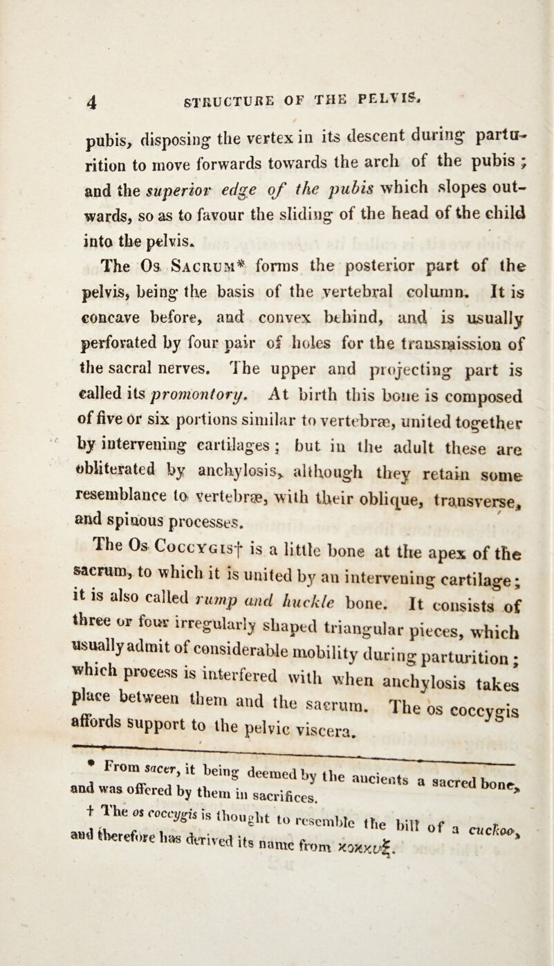 pubis, disposing the vertex in its descent during partu- rition to move forwards towards the arch of the pubis ; and the superior edge of the pubis which slopes out¬ wards, so as to favour the sliding of the head of the child into the pelvis. The Os Sacrum* forms the posterior part of the pelvis, being the basis of the vertebral column. It is concave before, and convex behind, and is usually perforated by four pair of holes for the transmission of the sacral nerves. The upper and projecting part is called its promontory. At birth this bone is composed of five or six portions similar to vertebrae, united together by intervening cartilages ; but in the adult these are obliterated by anchylosis* although they retain some resemblance to vertebrae, with their oblique, transverse, and spinous processes. The Os CoccYGisf is a little bone at the apex of the sacrum, to which it is united by an intervening cartilage; it is also called rump a,ul buckle bone. It consists of three or four irregularly shaped triangular pieces, which usually admit of considerable mobility during parturition; winch process is interfered with when anchylosis takes place between them and the sacrum. The os coccygis affords support to the pelvic viscera. • From racer it being deemed by the ancients a sacred bone and was offered by them in sacrifices. ' t The os coccygis is thought to resemble the bill of , r and therefore has derived its name r l 1 w 118 name from Ko&xt/z.