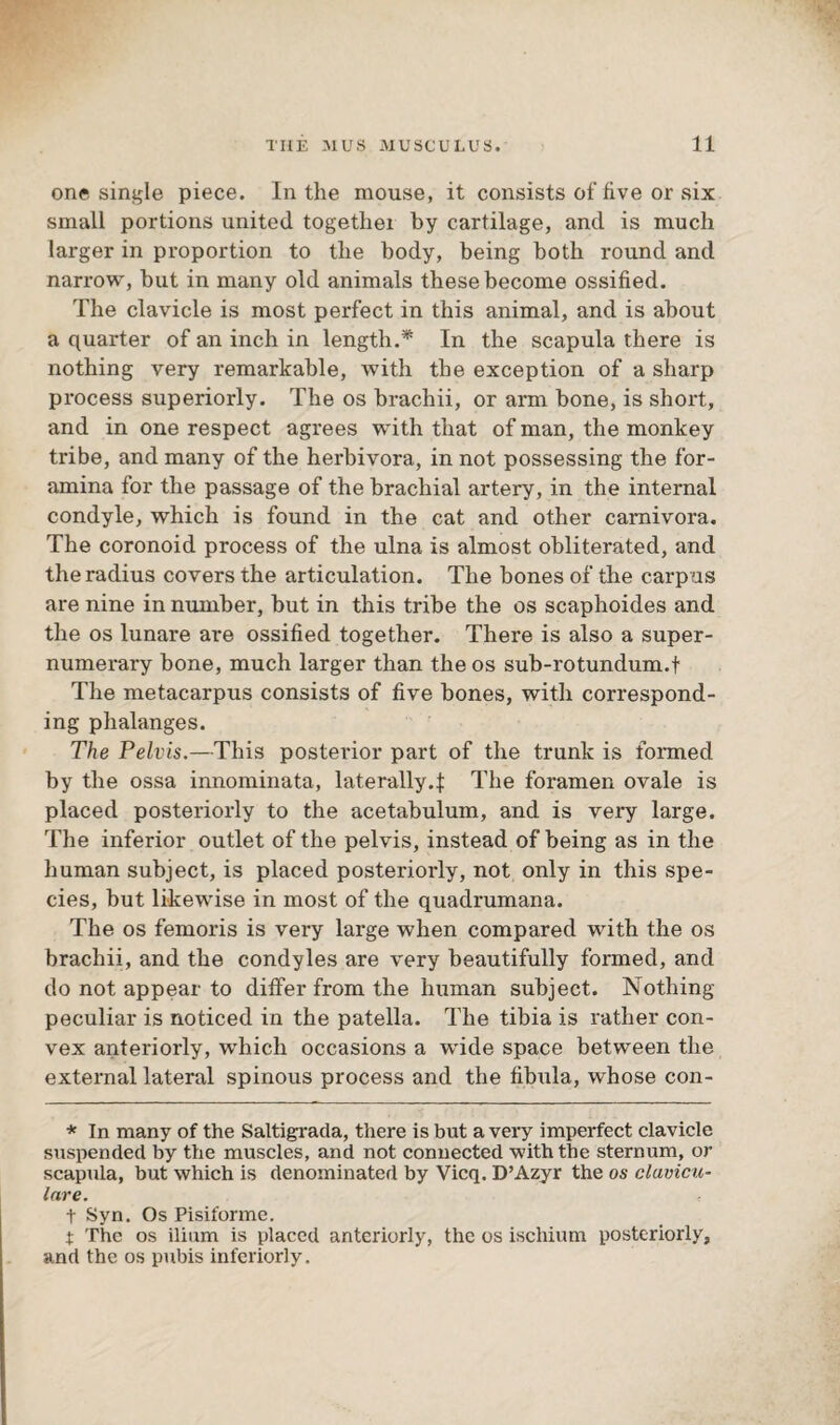 one single piece. In the mouse, it consists of five or six small portions united together by cartilage, and is much larger in proportion to the body, being both round and narrow, but in many old animals these become ossified. The clavicle is most perfect in this animal, and is about a quarter of an inch in length.* In the scapula there is nothing very remarkable, with the exception of a sharp process superiorly. The os brachii, or arm bone, is short, and in one respect agrees with that of man, the monkey tribe, and many of the herbivora, in not possessing the for¬ amina for the passage of the brachial artery, in the internal condyle, which is found in the cat and other carnivora. The coronoid process of the ulna is almost obliterated, and the radius covers the articulation. The bones of the carpus are nine in number, but in this tribe the os scaphoides and the os lunare are ossified together. There is also a super¬ numerary bone, much larger than the os sub-rotundum.f The metacarpus consists of five bones, with correspond¬ ing phalanges. The Pelvis.—This posterior part of the trunk is formed by the ossa innominata, laterally.!: The foramen ovale is placed posteriorly to the acetabulum, and is very large. The inferior outlet of the pelvis, instead of being as in the human subject, is placed posteriorly, not only in this spe¬ cies, but likewise in most of the quadrumana. The os femoris is very large when compared with the os brachii, and the condyles are very beautifully formed, and do not appear to differ from the human subject. Nothing peculiar is noticed in the patella. The tibia is rather con¬ vex anteriorly, which occasions a wide space between the external lateral spinous process and the fibula, whose con- * In many of the Saltigrada, there is but a very imperfect clavicle suspended by the muscles, and not connected with the sternum, or scapula, but which is denominated by Vicq. D’Azyr the os clavicu¬ lar e. t Syn. Os Pisiforme. 1 The os ilium is placed anteriorly, the os ischium posteriorly, and the os pubis interiorly.