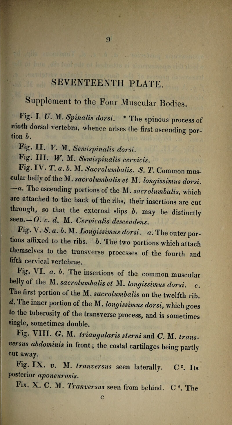 SEVENTEENTH PLATE. Supplement to the Four Muscular Bodies. Idg* I. U. M. Spinalis dorsi. * rlhe spinous process of ninth dorsal vertebra, whence arises the first ascending por¬ tion b. Fig. II. Y. M. Semispinalis dorsi. Fig. III. \Y. M. Semispinalis cervicis. Fig. IV. T, a. b. M. Sacrolumbalis. S. T. Common mus¬ cular belly of the M. sacrolumbalis et M. longissimus dorsi. ~a. The ascending portions of the M. sacrolumbalis, which are attached to the back of the ribs, their insertions are cut through, so that the external slips b. may be distinctly seen. — O. c. d. M. Cervicalis descendens. Fig. V. S. a. b. M. Longissimus dorsi. a. The outer por¬ tions affixed to the ribs. b. The two portions which attach themselves to the transverse processes of the fourth and fifth cervical vertebrae. | Fig. VI. a. b. The insertions of the common muscular | belly of the M. sacrolumbalis et M. longissimus dorsi. c. The first portion of the M. sacrolumbalis on the twelfth rib. d. The inner portion of the M. longissimus dorsi, which goes to the tuberosity of the transverse process, and is sometimes single, sometimes double. Fig. VIII. G. M. triangularis sterni and C. M. trans- versus abdominis in front; the costal cartilages being partly cut away. Fig. IX. v. M. tranversus seen laterally. C2. Its posterior aponeurosis. Fix. X. C. M. Tranversus seen from behind. C *. The